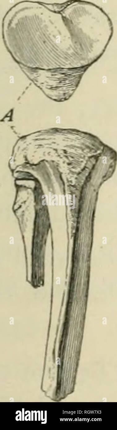 alamy