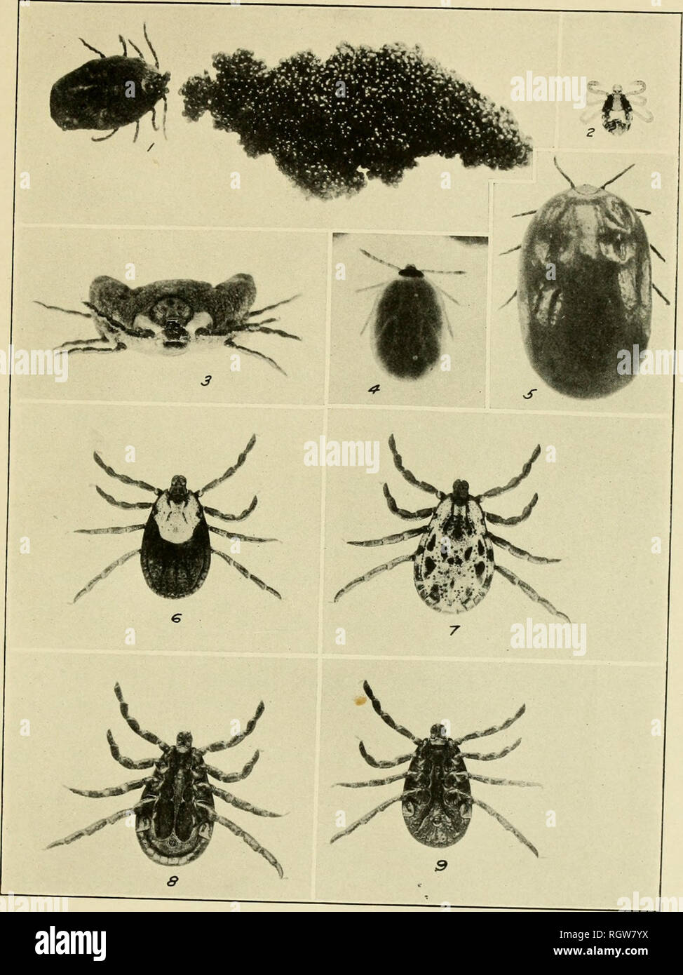 . Bulletin. Insects; Insect pests; Entomology; Insects; Insect pests; Entomology. Bui. 106, Bureau of Entomology, U. S. Dept. of Agricultun Plate XIV.. The Rocky Mountain Spotted-Fever Tick, Dermacentor venustus Unengorged female, dorsal ^iew^fg 7-Male dfrs^^^^^^^^^^ dorsal view. Fig. 0.- O.-Unengorged female, ventral view. (Original) Fig. h.-Male, ventral view. Fig.. Please note that these images are extracted from scanned page images that may have been digitally enhanced for readability - coloration and appearance of these illustrations may not perfectly resemble the original work.. United S Stock Photo