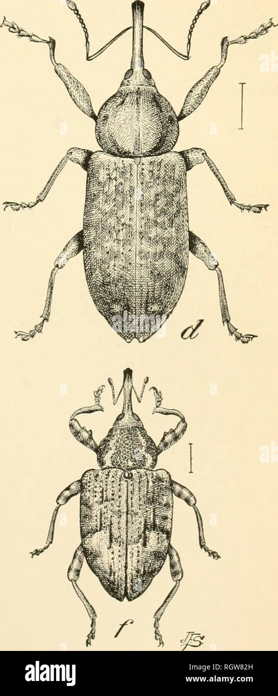 . Bulletin. Insects; Insect pests; Entomology; Insects; Insect pests; Entomology. The Boll Weevil and Insects Often Mistaken for it. a, The cotton boll weevil, Antkonomus grandis; b, the mallow weevil, Anthonomusfulvus; c, the southern pine weevil, Pissodes nemorensis; d, the cottonwood-flower weevil, Dorytomus mueidu*; e, Conotrachelus i rinaa us; /, the pecan galevvi.,Ojni&gt;ti-w.iieluselegans. (Original.). Please note that these images are extracted from scanned page images that may have been digitally enhanced for readability - coloration and appearance of these illustrations may not  Stock Photo