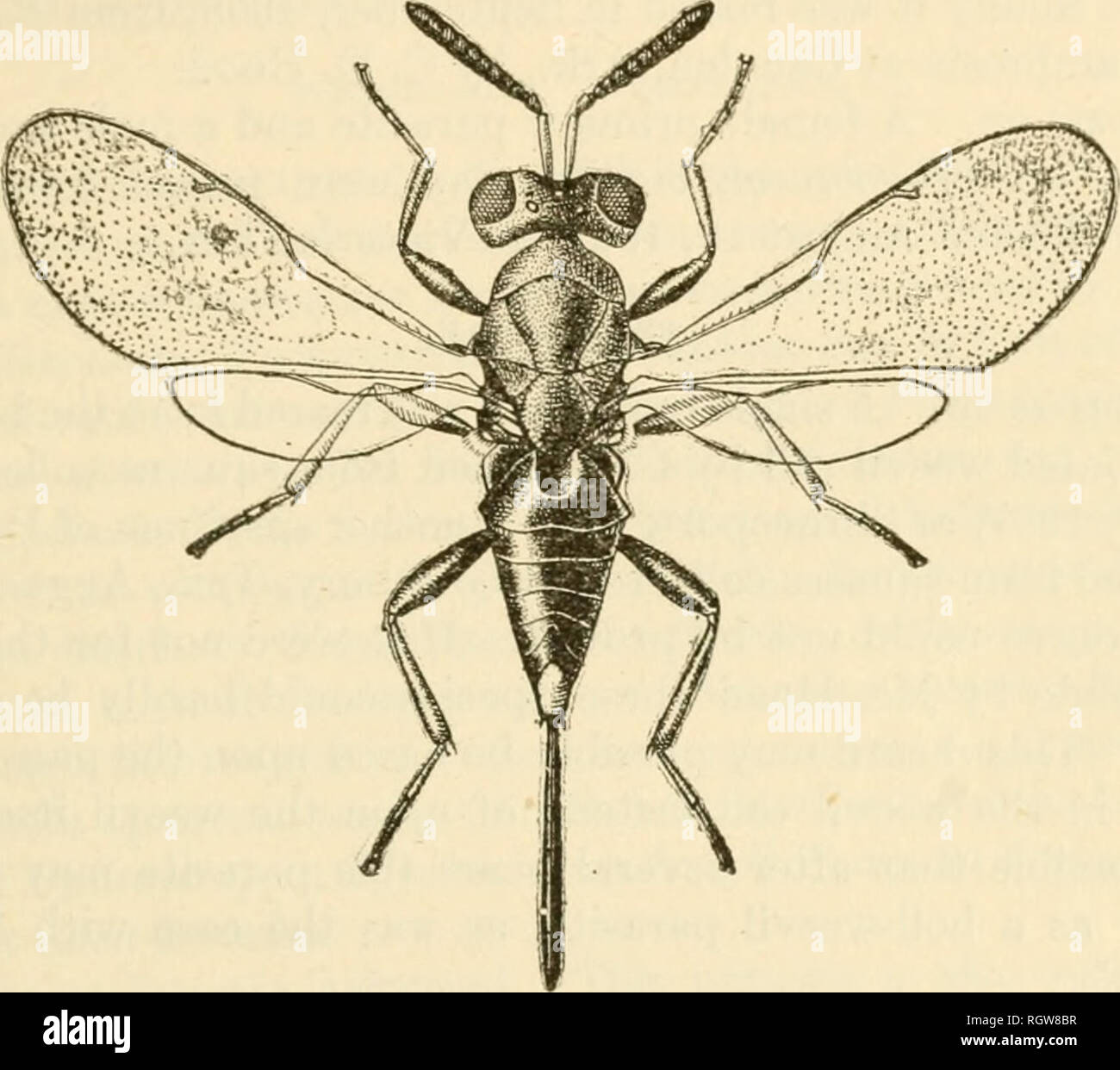Weevil Source Weevil facts hi-res stock photography and images - Alamy