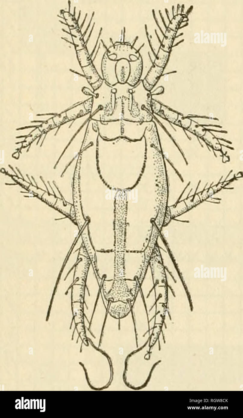 Host Insects Examples Host many insects hi-res stock photography and images - Alamy