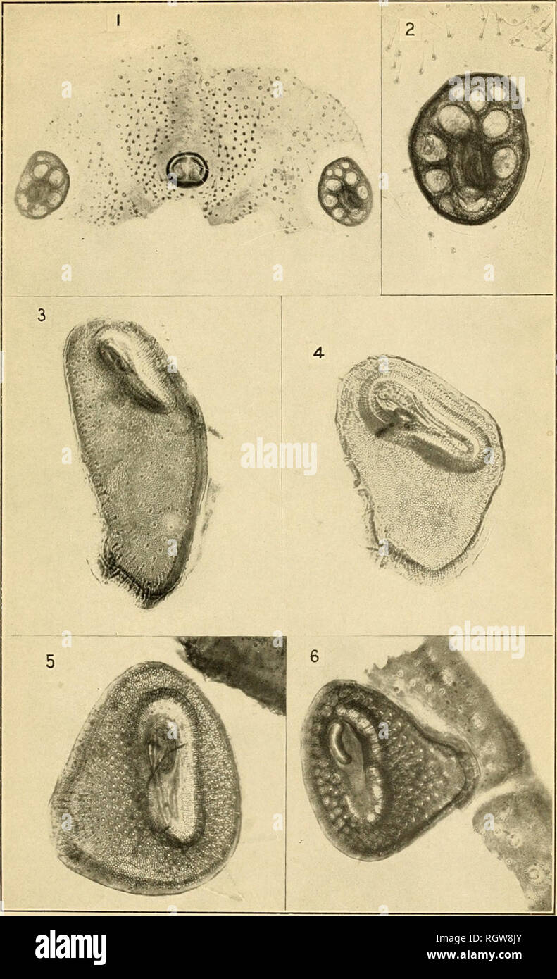 . Bulletin. Insects; Insect pests; Entomology; Insects; Insect pests; Entomology. Bui. 72, Bureau of Entomology, U. S, Dept. of Agriculture. Plate IV.. Stigmal Plates of Ticks. Fig. 1.—stigmal plate.s and anus of Drnnnrentor nitens. male. Fig. 2.—Stigmal plate of same. Fig. 3.—Stigmal plate of Amhhjomma rajninense, male. Fig. 4.—Same, female. Fig. .5.—Stig- mal plate of Dermiicentor rnriahilis, female. Fig. 6.—Stigmal plate of Dermacentor occidentaUa. Highly magnified. (Original.). Please note that these images are extracted from scanned page images that may have been digitally enhanced for re Stock Photo