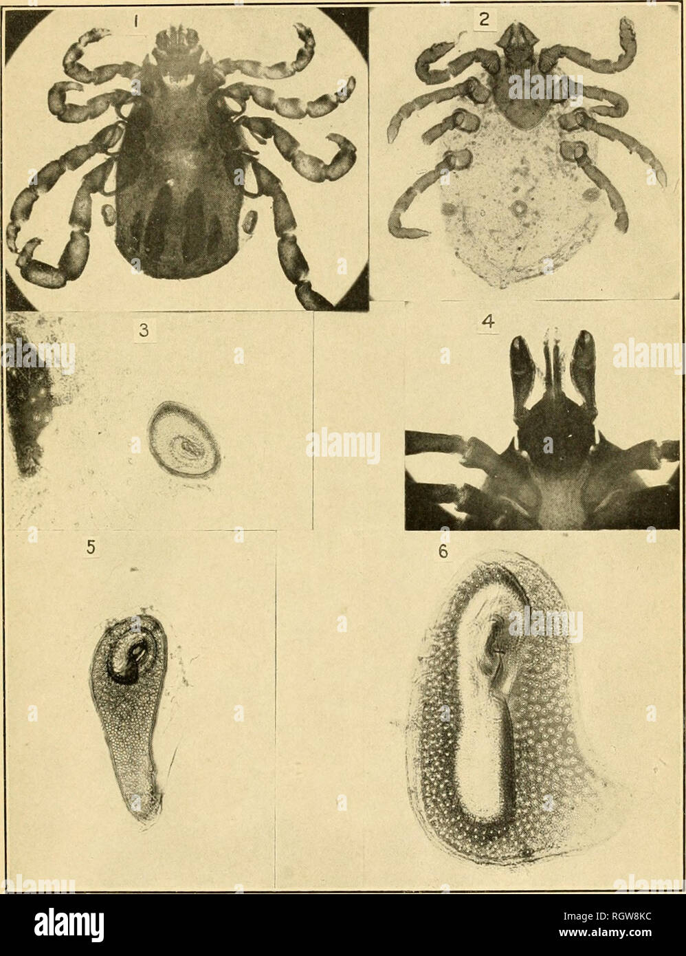 . Bulletin. Insects; Insect pests; Entomology; Insects; Insect pests; Entomology. Bui. 72, Bureau of Entomology, U. S. Dept. of Agriculture. Plate III.. The North American Fever Tick and Other Species. FiK. l.—Margaropusanniilatuif, male. Fig. •I.—Ifynmphi/mlisl.eporis-pnfiistn'.'^. female. Fig. 3.—Stig- mal plate'of Margnropm anmdntutt. male. Fitr. -4.—Month parts of Lmiles cookei. Fig. 5.—Stig- mal plate of Rhipkephalm sp., male. Fig. 6.—Stigmal plate of Amblyoinma mariilatiim. female. Figs. 1. 2, much enlarged; fig. 4, more enlarged; fig.s. 3, 5, 6, highly magnified. {Original.). Please not Stock Photo