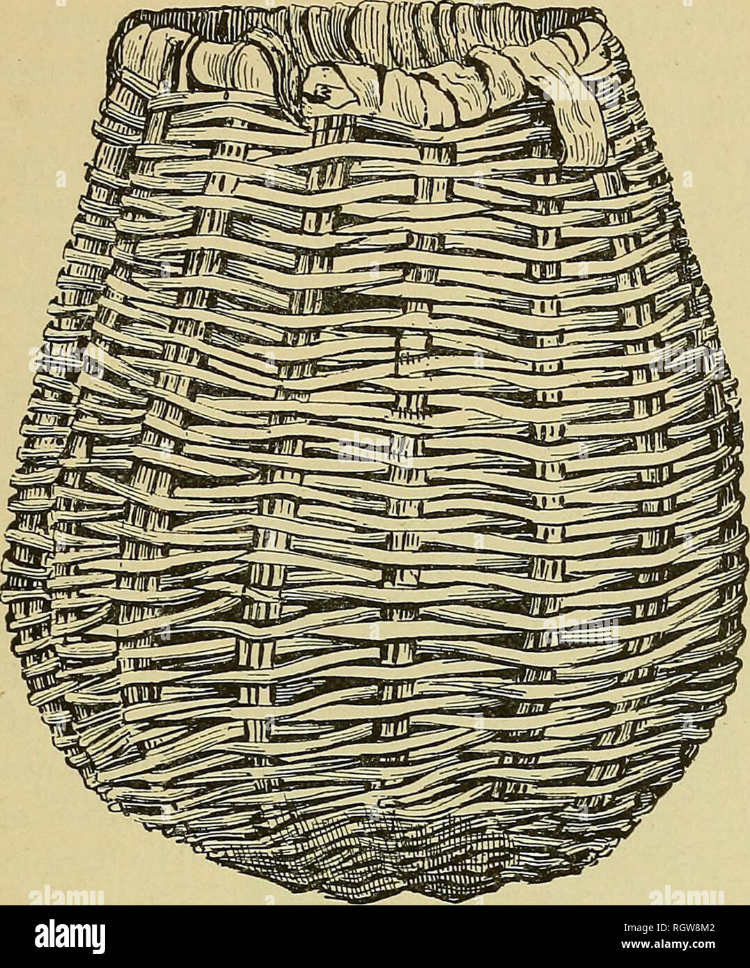 . Bulletin - United States National Museum. Science. [9] BULLETIN 39, UNITED STATES NATIONAL MUSEUM. of ridges. It is possible also to produce diagonal effects in this type of weavino-.. Fig. 10. wicker basket of the zunt. Kept. U.S.N.M., 1884, pi. 48. flg. 8ii. Wickerwork must have been a ver}'^ earlj^ and primitive lorm of textile. Weirs for stopping fish are made of brush, and wattled fences for game drives are set up in the same manner. A great deal of the coarse basketry in use for pack- ing and transporting is made in this fashion. The Zuni Indians make gathering baskets of little twigs  Stock Photo