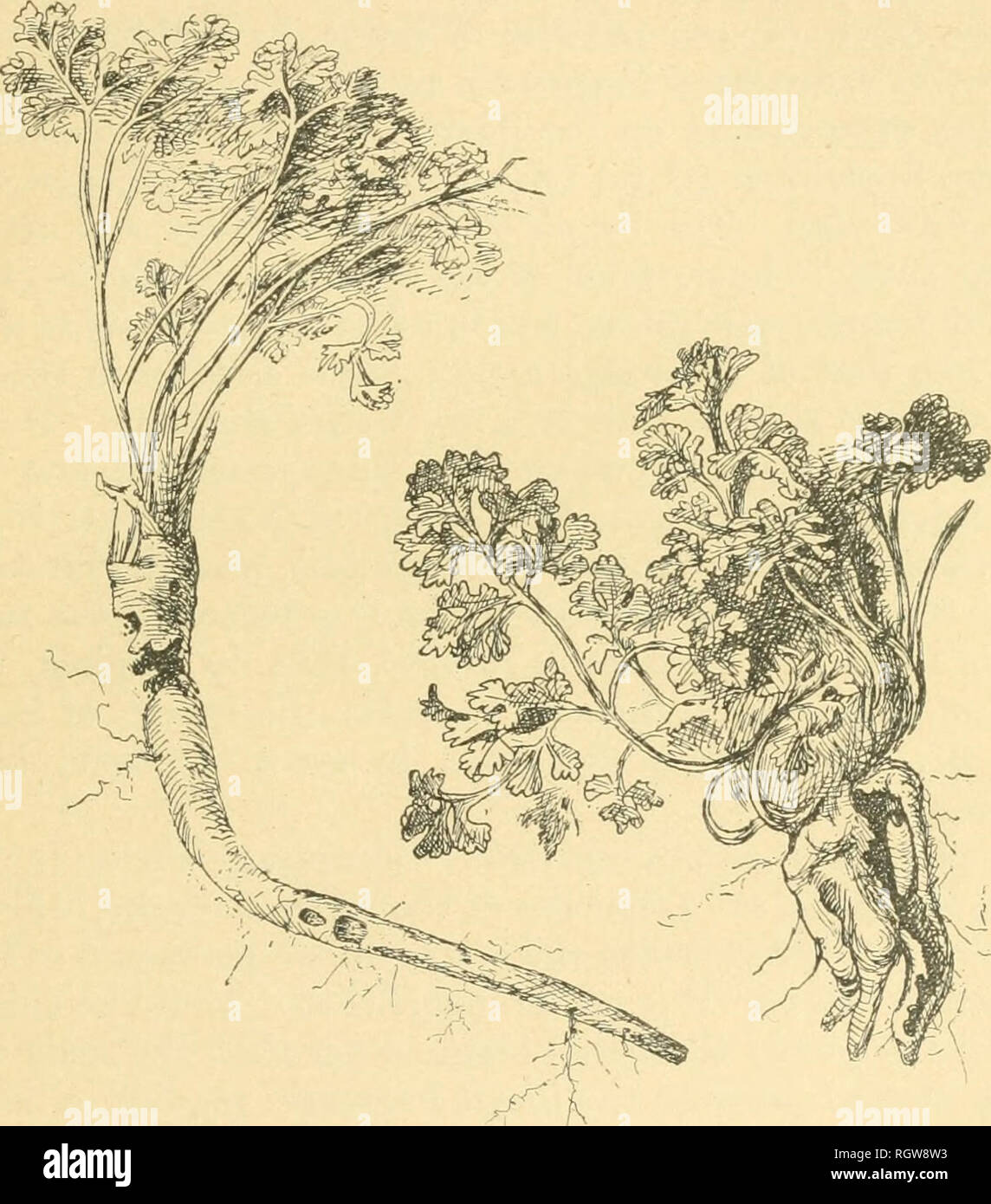 Large stems of parsley hires stock photography and images Alamy