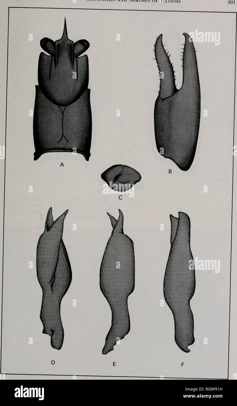 . Bulletin. Natural history; Natural history. August 1985 Crayfishes and Shrimps of Illinois. r J'9, ^32.-Orconecfes lancifer. A, dorsal view of carapace; B. dorsal view of riaht chela- ?'lTl'itTZ':;,°'. ---' -«- °' 9-opod of form I male; E. lateral v&quot;: o gonopod of lateral view of gonopod of form II male. form I male; F,. Please note that these images are extracted from scanned page images that may have been digitally enhanced for readability - coloration and appearance of these illustrations may not perfectly resemble the original work.. Illinois. Natural History Survey Division. Urban Stock Photo