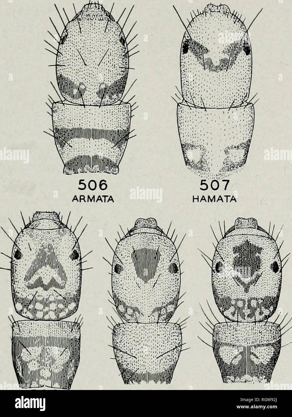 . Bulletin. Natural history; Natural history. SIlUii .503 CONSIMILIS 504 SPATULATA 505 ALBICORNIS. 508 GRANDIOSA 509 A WAUBESIANA 509 B Figs. 503-509.—Hydroptila larvae. 7. Head varying from yellow with dark marks arranged as in fig. SQ9A to much darker with Hght areas as in fig. 5095; each notum varies as shown: waubesiana. 8. Head and pronotum almost entirely black, head with at most an indistinct light area between posterior and anterior dark dorsal areas: probably dark specimens of ha- mata. KEY TO SPECIES Adults 1. Apex of abdomen with complicated set of appendages, figs. 510-526 (males)  Stock Photo