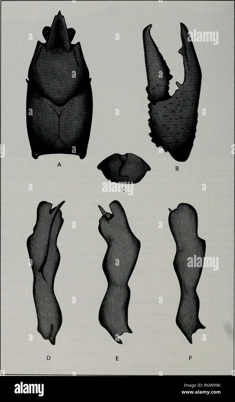 . Bulletin. Natural history; Natural history. 382 Illinois Natural History Survey Bulletin Vol. 33, Art. 4. Fig. ^^2.—Procambarus clarkii. A, dorsal view of carapace: B, dorsal view of right chela; C, annulus ventralis; D, mesial view of gonopod of form I male; E. lateral view of gonopod of form I male; F. lateral view of gonopod of form II male.. Please note that these images are extracted from scanned page images that may have been digitally enhanced for readability - coloration and appearance of these illustrations may not perfectly resemble the original work.. Illinois. Natural History Sur Stock Photo