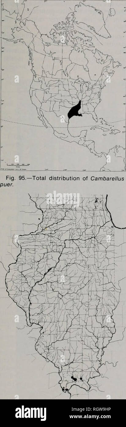 . Bulletin. Natural history; Natural history. August 1985 Crayfishes and Shrimps of Illinois 369. Fig. 96,—Distribution of Cambarellus puer in Illinois; black dots = 1972-1982 collections. growth increment of 0.45 mm 'molt (Black 1966). .Sixteen form I males col- lected in Illinois ranged from 7.7 to 12.8 and averaged 10.4 mm CL. In Louisiana, females carrying eggs or young occur January-April, and August-September (Penn 1950). In Illinois, females carrying eggs were collected Marcfi-May, and females carrying young have been collected in May (Table 6). Ten Illinois females carrying eggs (colle Stock Photo