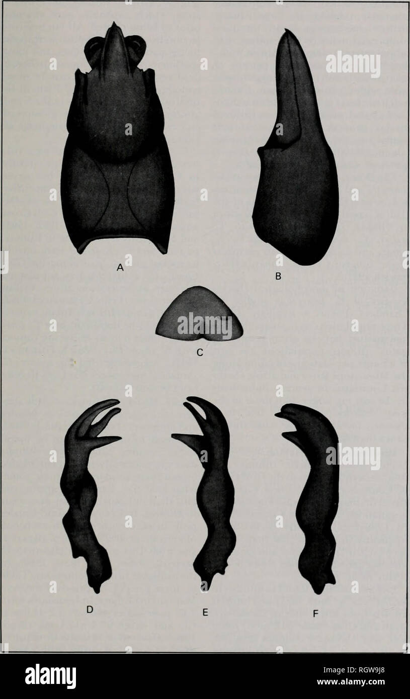 . Bulletin. Natural history; Natural history. August 1985 Crayfishes and Shrimps of Illinois 367. Fig. 9A-Cambarellus puer A, dorsal view of carapace; B. dorsal view of right chela; C, annulus ventralls; D, mesial view of gonopod of form I male; E, lateral view of gonopod of form I male; F, lateral view of gonopod of form II male. Please note that these images are extracted from scanned page images that may have been digitally enhanced for readability - coloration and appearance of these illustrations may not perfectly resemble the original work.. Illinois. Natural History Survey Division. Ur Stock Photo
