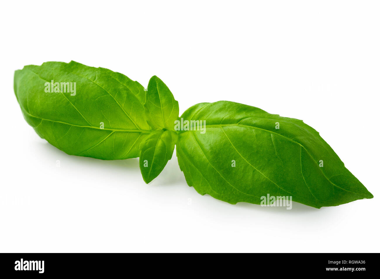 Whole fresh basil leaves isolated on white Stock Photo Alamy