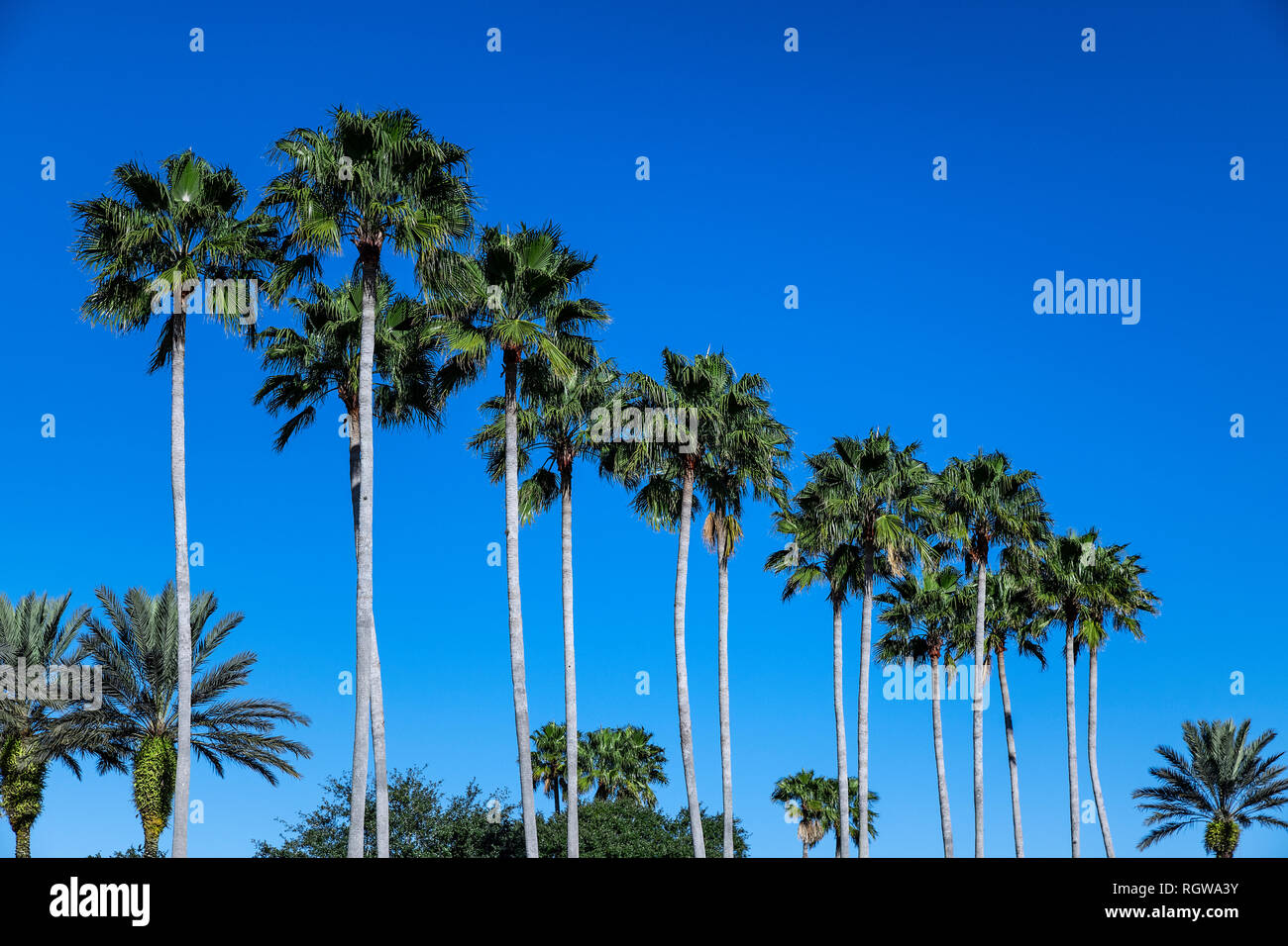 Tropical palm trees, Kissimmee, Florida, USA. Stock Photo