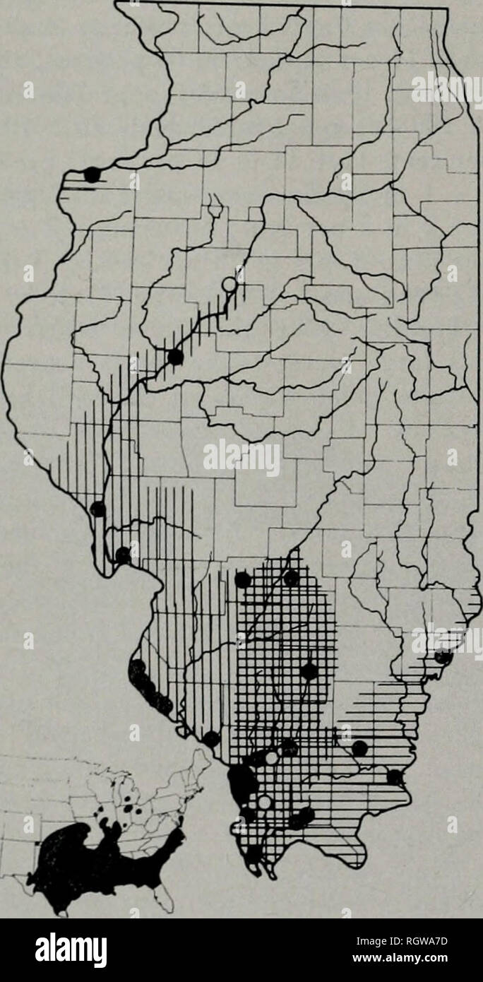 . Bulletin. Natural history; Natural history. 248 Illinois Natlral History Survey Bulletin Vol. 28, Art. 1 north of the Shawnee Hills region. The ex- treme southwestern Illinois specimens which could more logically be expected to display flavigaster characters are actually neglecta X flavigaster intergrades. N. e. flavigaster, at least formerly, extended up the Illinois River. Conant (1949) viewed Carman's Peoria record with doubt, but I once ex- amined a specimen of flavigaster, in the col- lection of H. J. Van Cleave, labeled &quot;Ha- vana, Illinois.&quot; Havana is only a few miles south o Stock Photo