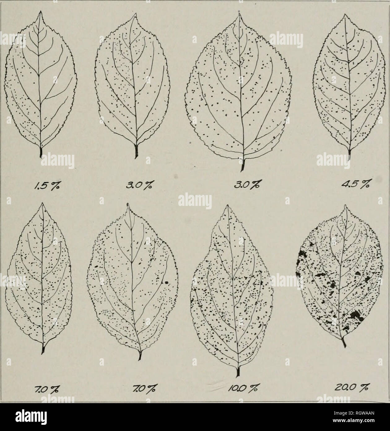 Leaf History