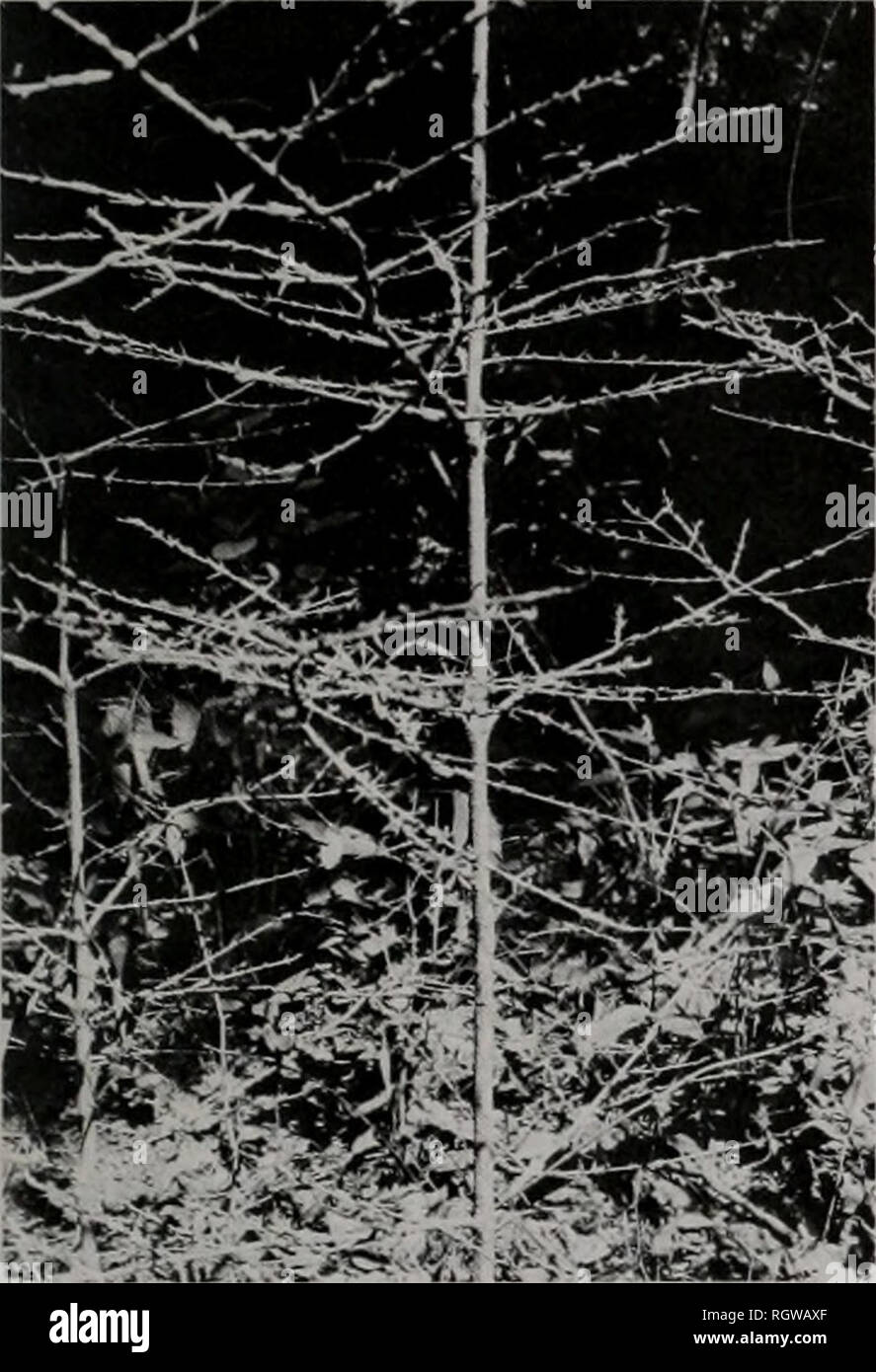. Bulletin. Natural history; Natural history. September 1985 125 Years of Biological Research 147. Fig. 4 — Randia karstenii subadult treelet defoliated by Aellopos titan- 23 June 1983, Santa Rosa National Park, Costa Rica. stage about 13-15 days after pupation (between 6 and 20 July). Pupal-stage duration was not influenced by wet or extremely dry conditions. The newly emerging adults simply left the site where they had developed; they were not observed at flowers that are stand- ard nectar hosts for Aellopos (e.g., Cedrela odorata L., which were visited by hundreds of female moths at the tim Stock Photo
