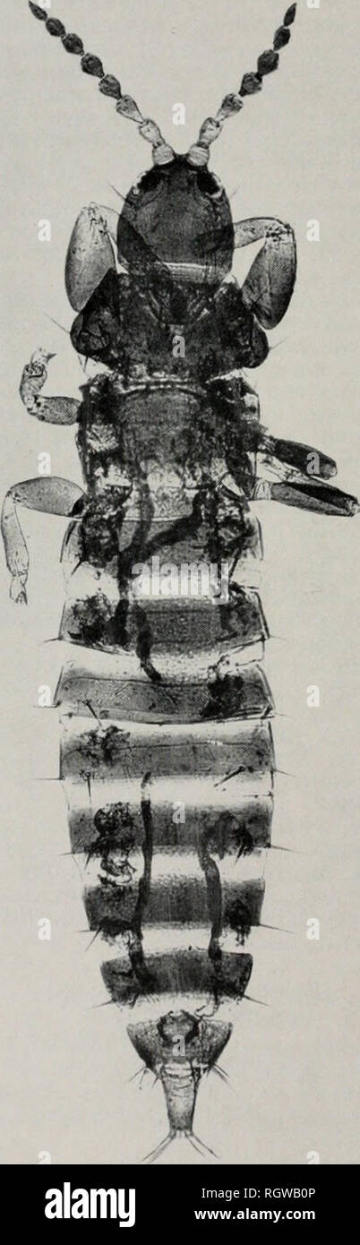 . Bulletin. Natural history; Natural history. 4fi6 Illinois Natural History Sirvkv Rlillktin Vol. 29, Art. 4. Fig. 247.—Hoplothrips smithi, dorsal aspect. Photo by W. E. Clark. tipped with gray. Body with red sub- integumental pigment. Head as broad as long. Eyes small, composed of about 10 dorsal facets, slightly bulging, not inset from outer cheek margin. Ocelli absent. Postoc- ular setae moderate in size, pointed. Antennal segments III and IV each with one outer and one inner sense cone, antennal segment VIII lanceo- late. Mouth cone broadly rounded; maxillary stylets placed V-shaped within Stock Photo