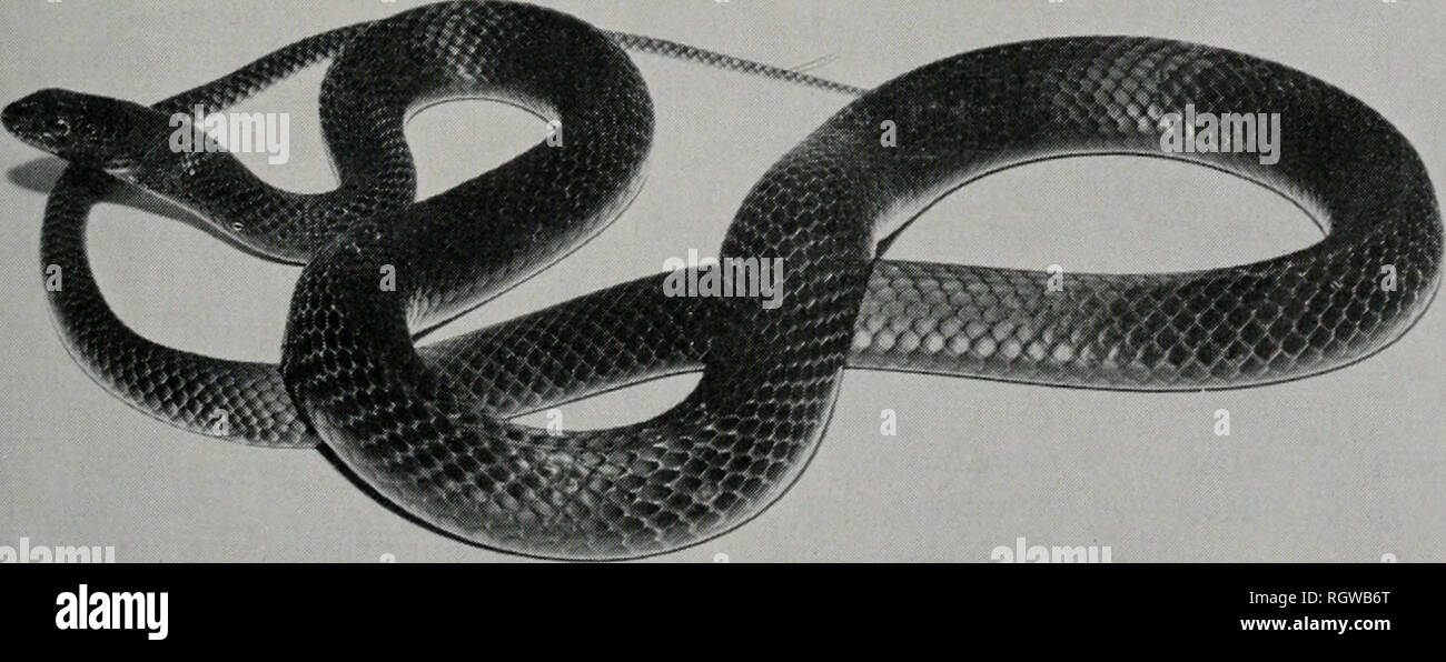 . Bulletin. Natural history; Natural history. November, 1961 Smith : Amphibians and Reptiles of Illinois 199 est-edge habitat is widespread, racers are one of the most common large snakes. Coluber constrictor priapus X flaviventris intergrades occur throughout the southern part of Illinois. Although undocumented by specimens, published records for the following localities are believed valid and are indicated on the distribution map by hollow symbols: Cham- paign County: Urbana (H. Garman 1892); Cook County: Chicago (Yarrow ]882fl); Du Page County: Hinsdale (Stille &amp; Edgren 1948); Kankakee  Stock Photo
