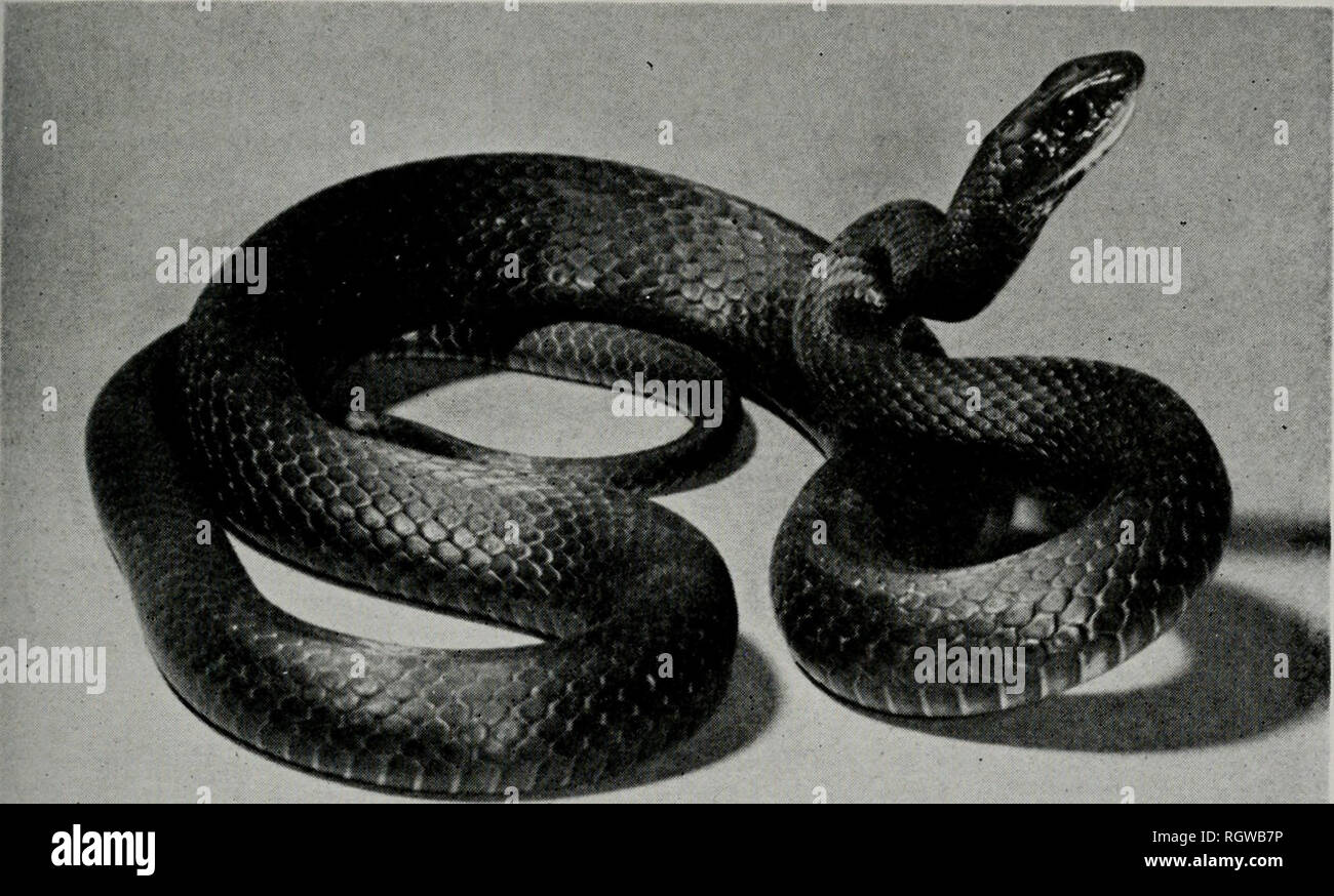 . Bulletin. Natural history; Natural history. November, 1961 Smith: Amphibians and Reptiles of Illinois 197. Fig. 188.—An adult Coluber constrictor flavivcntris X priapus intergrade from Union County, Illinois. The color above may be blue-green, blue-black, or slaty black; below, yellowish white, pale gray, or slate color. indistinct posteriorly, venter with brown markings; each hemipenis with large basal spines. Variation.—Specimens of this species can be reliably sexed only by determining the presence or absence of hemipenes. The mean difference between the male and the female in number of c Stock Photo