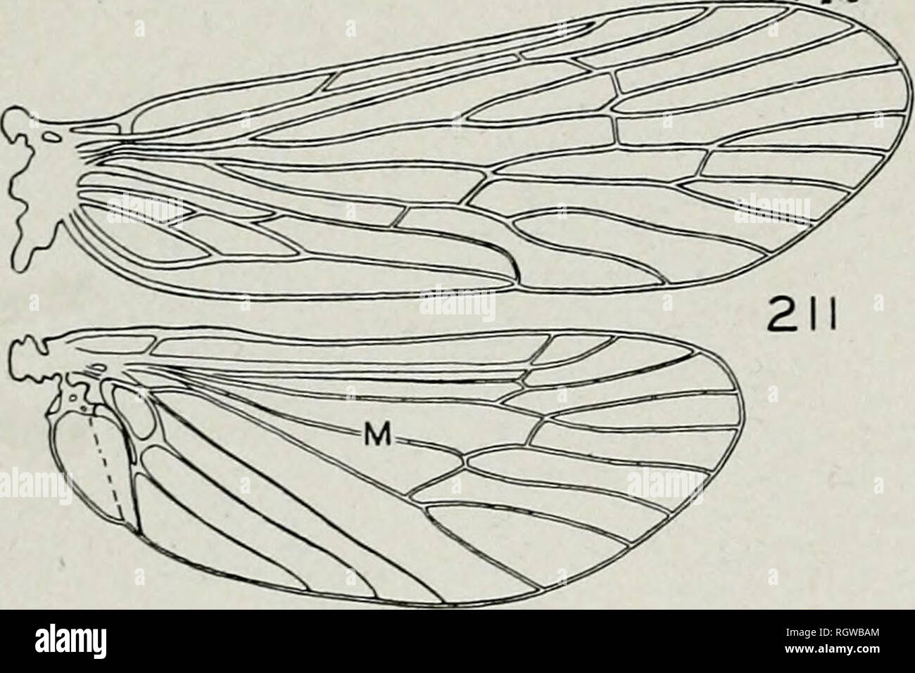 . Bulletin. Natural history; Natural history. Bl'3. Fig. 208.—Phylocentropus placidus, front wing. Fig. 209.—Neureclipsis crepuscularis, front and hind wings. absent or branching from Ra near margin of wing, fig. 210 3 3. Hind wings with M 3-branched, fig. 209 Neureclipsis, p. 56 Hind wings with M 2-branched, fig. 211 4 4. Front or hind wings, or both, with Ra present, fig. 210. . Polycentropus, p. 58 Both wings with R2 absent, fig. 211... 5 215 216  „ 217 Fig. 214.—Cyrnellus marginalis, maxillary palpus. Fig. 215.—Nyctiophylax vestitus, maxillary palpus. Fig. 216.—Cernotina Oklahoma, maxillar Stock Photo