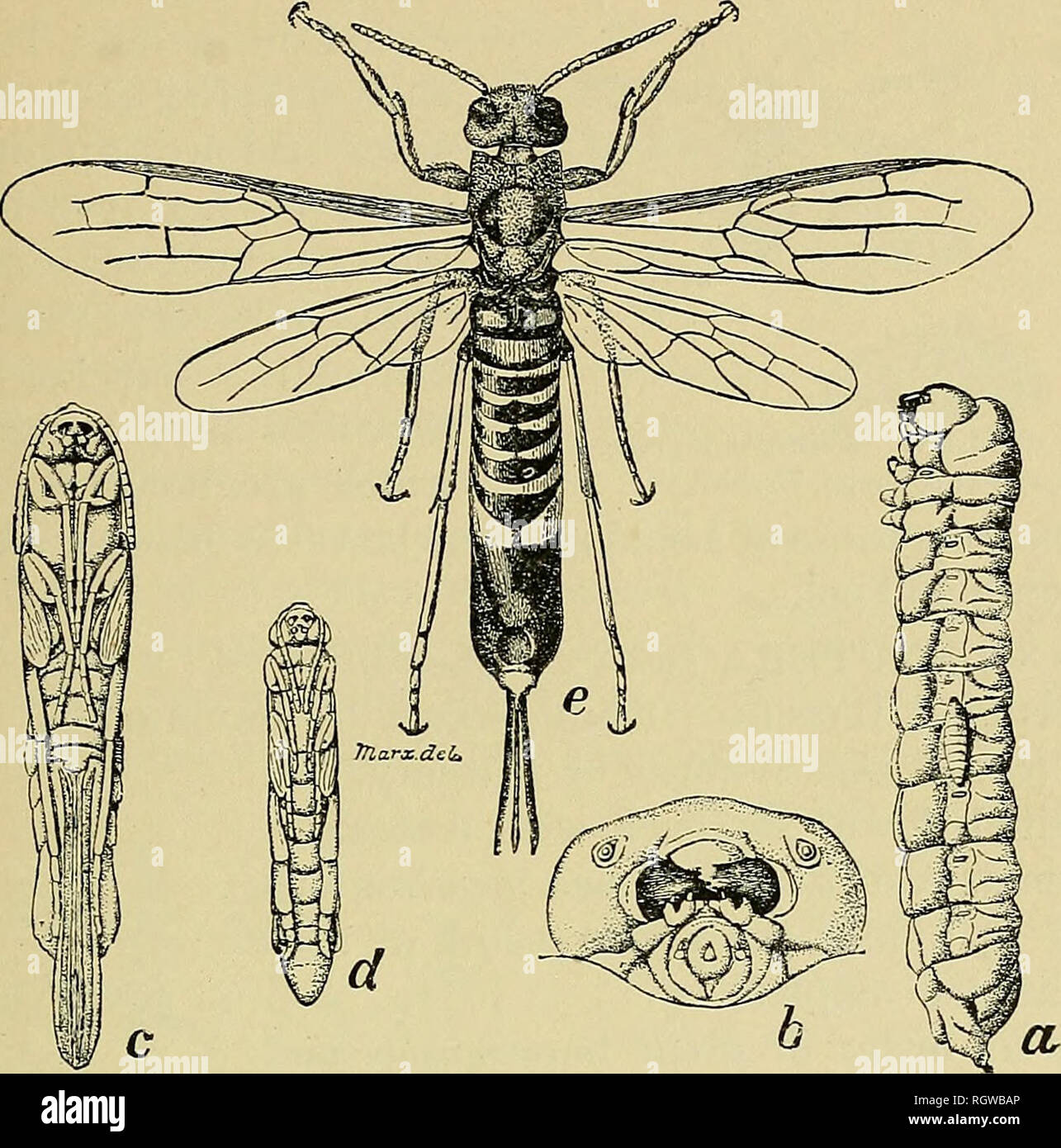 Imj hi-res stock photography and images - Page 5 - Alamy