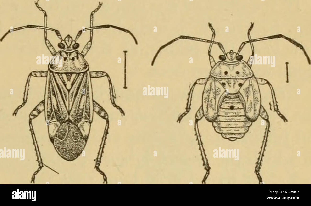 Gt Insects . Bulletin. Insects; Insect pests; Entomology; Insects; Insect pests ...