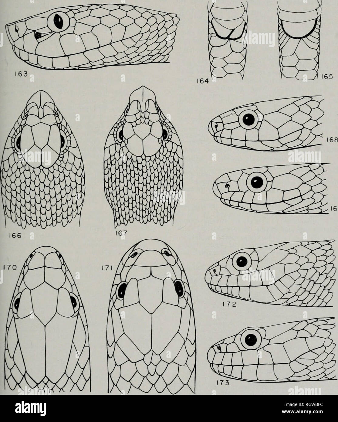 . Bulletin. Natural history; Natural history. November, 1961 Smith: Amphibians and Reptiles of Illinois 175 26. Suboculars separating eye from labials; 28. venter predominantly dark, with light spots, fig. 172 Matrix cyclopion cyclopion No suboculars, fig. 173; venter yellow, with dark spots Matrix rhombifera rhombifera 27. Venter unmarked, yellow or red 28 29. Venter marked with brown or black spots or blotches 29 Ventral color red or red-orange, not touch- ing first scale rows; dorsum black Matrix erythrogaster neglecta Ventral color yellow or orange-yellow, en- croaching on lowermost latera Stock Photo