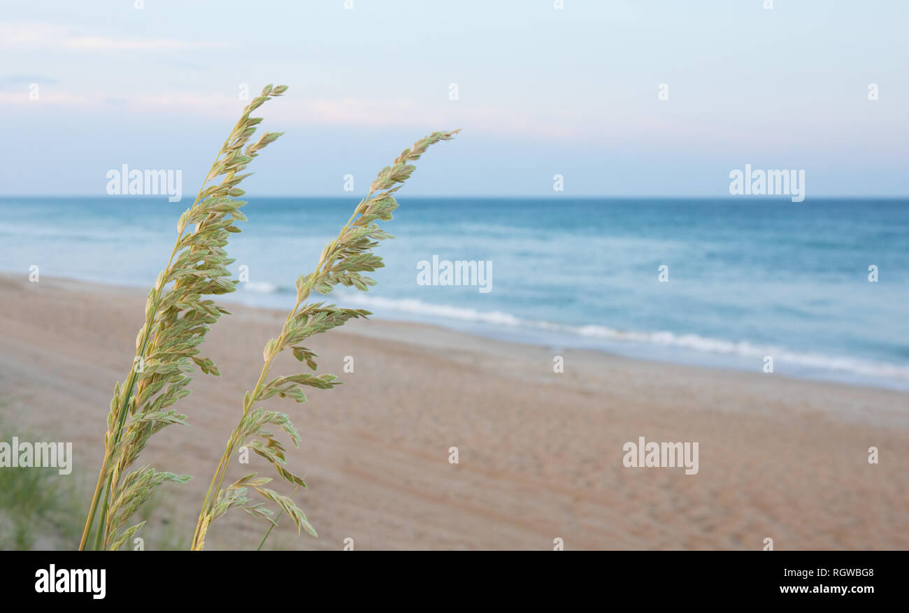 A close up bokeh photo of sea oats with the ocean in the background at sunset. Stock Photo