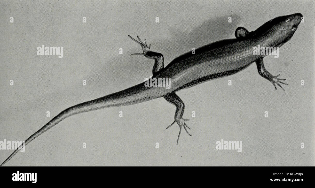 . Bulletin. Natural history; Natural history. November, 1961 Smith: Amphibians and Reptiles of Illinois 171 Eumeces fasciatus nee Linnaeus, Yarrow 1882a:42 (?part). Eumeces obsoletus nee Baird &amp; Girard, Davis &amp; Rice 1883a:31. Scincus erythrocephalus, H. Garman 1892: 257-9 (?part). Eumeces sp., Mertens 1951:15. Diagnosis.—^A large skink (largest Illi- nois specimen 260 mm. in total length), fig. 158, differing from the five-lined skink in the usual presence of 8 + 8 supralabials (usually 5 preceding subocular), 1 + 1 post- labials, fig. 144, slightly higher average num- ber of scale row Stock Photo