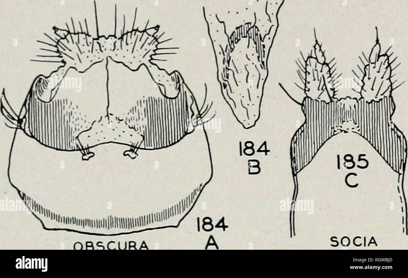 . Bulletin. Natural history; Natural history. 50 Illinois Natural History Survey Bulletin Fol. 23, Art. 1 sides; ventro-mesal process of ninth tergite shorter and spatulate socia, p 4. Ventral margin of claspers produced into a slightly upturned lobe angustipennis, p Ventral margin of claspers not pro- duced, forming a rounded lobe e.g., feria 5 51 51. OBSCURA SOCIA. Please note that these images are extracted from scanned page images that may have been digitally enhanced for readability - coloration and appearance of these illustrations may not perfectly resemble the original work.. Illinois. Stock Photo