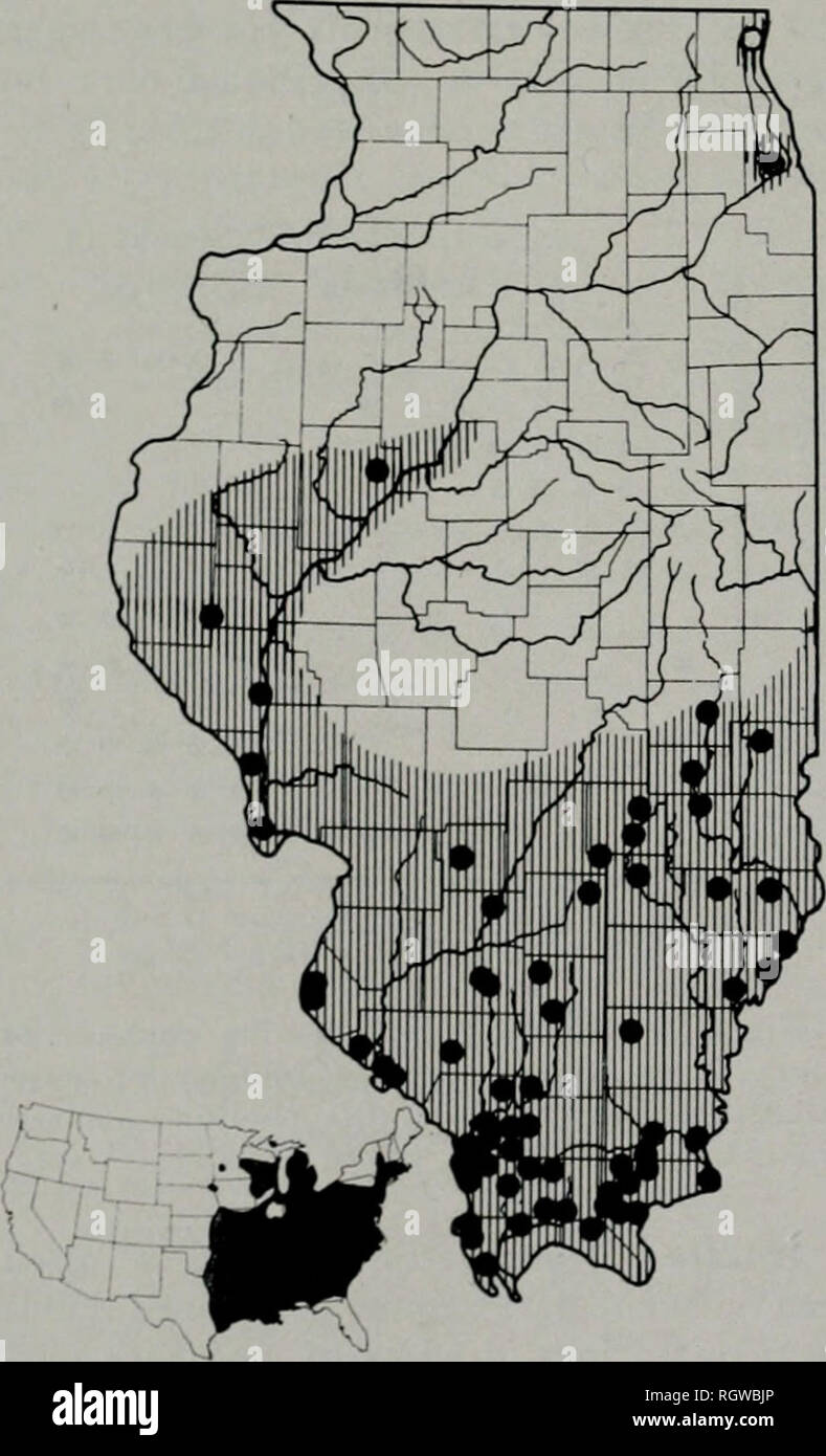 . Bulletin. Natural history; Natural history. 170 Illinois Natural History Survey Bulletin Vol. 28, Art. 1 Table 45.—Geographic variation in Illinois Eumeces fasciatus. Figures in parentheses are nunabers of specimens. Characteristic Extreme Southern Illinois (20) Range Mean Southern Illinois North OF Shawnee Hills (20) Range Mean Scale rows at mid-body Dorsal scale rows Subdigital lamellae on fourth toe Snout-vent length (mm.) Total length (mm.), maximum. 25-30 50-55 15-19 34.0-82.8 195 28.9 52.9 16.8 26-30 52-55 15-18 35.5-82.0 187 28.4 53.0 16.6 skinks are quick and difficult to capture, bu Stock Photo