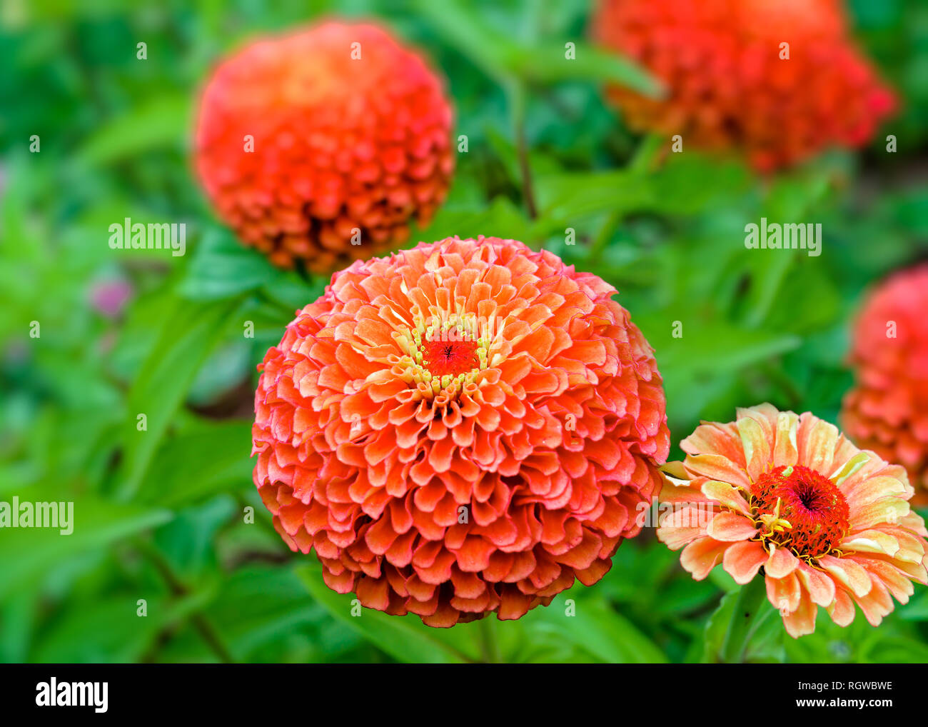 Zinnias flowering in the summer garden Stock Photo Alamy