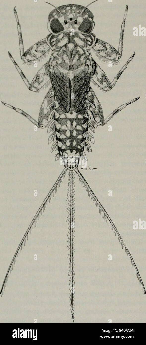 . Bulletin. Natural history; Natural history. 190 Illinois Natural History Survey Bulletin Vol. 26, Art. 1. Fig. 385. — Heptagenia perfida, mature nymph, dorsal aspect. orange shading. Thorax dull brown dor- sally, light yellow ventrally. Abdomen dull brown dorsally, darker at posterior margins of tergites, sternites light yellow; posterior margin of terminal sternite produced and truncate on meson; caudal filaments light yellow, basal articulations tan. Nymph.—Fig. 385. Length of body 6-8 mm. Head slightly wider than thorax, dor- sal side of head brown, with a pair of sub- mesal, white spots  Stock Photo
