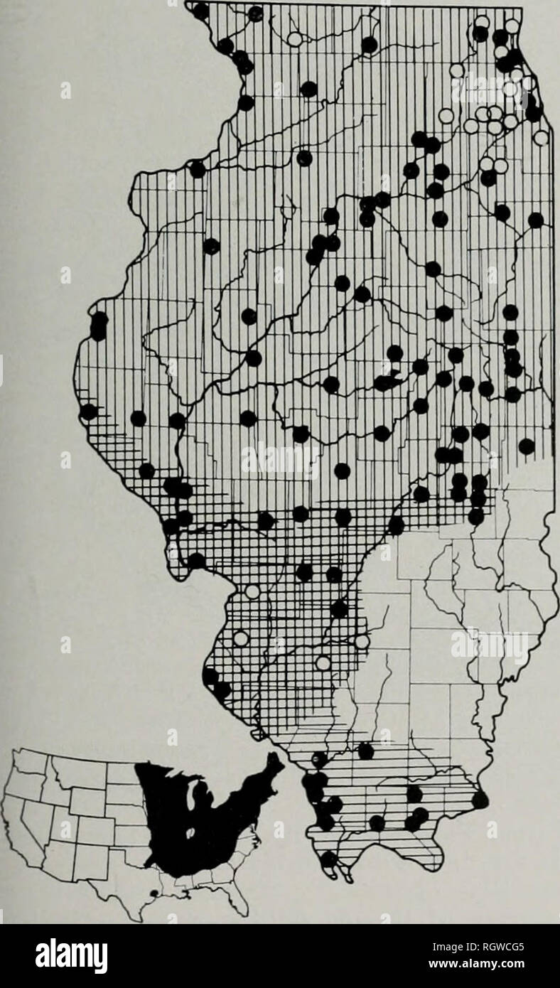 . Bulletin. Natural history; Natural history. November, 1961 Smith : Amphibians and Reptiles of Illinois 75 needed to confirm the apparent difference between the two forms in number of rows of eggs per strand. I have not seen tad- poles, but it is likely that transformation occurs in late May and early June. Illinois Distribution.—The occurrence of B. a. charlesmithi is sporadic, fig. 62; this toad is subordinate in numbers to B. woodhousei fowleri even in the forested Shawnee Hills, where it is best known. Since adequate samples of B. americanus are not available from the Southern Division, t Stock Photo