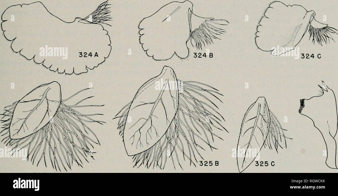 . Bulletin. Natural history; Natural history. May, 1953 Burks: The Mayflies of Illinois 153 10. 11. Stigmatic area of fore wing with an ir- regular, longitudinal line dividing the stigmatic crossveins into two rows of cellules, fig. 322 45. Cinygma Stigmatic area of fore wing not divided into two rows of cellules, fig. 318, al- though the crossveins are often partly or greatly anastomosed 7 12. width of each less than one-third the length 41. Stenonema Small subapical spine absent; large mesal spines robust, greatest width of each more than one-third the length, fig. 363 42. Heptagenia Small,  Stock Photo