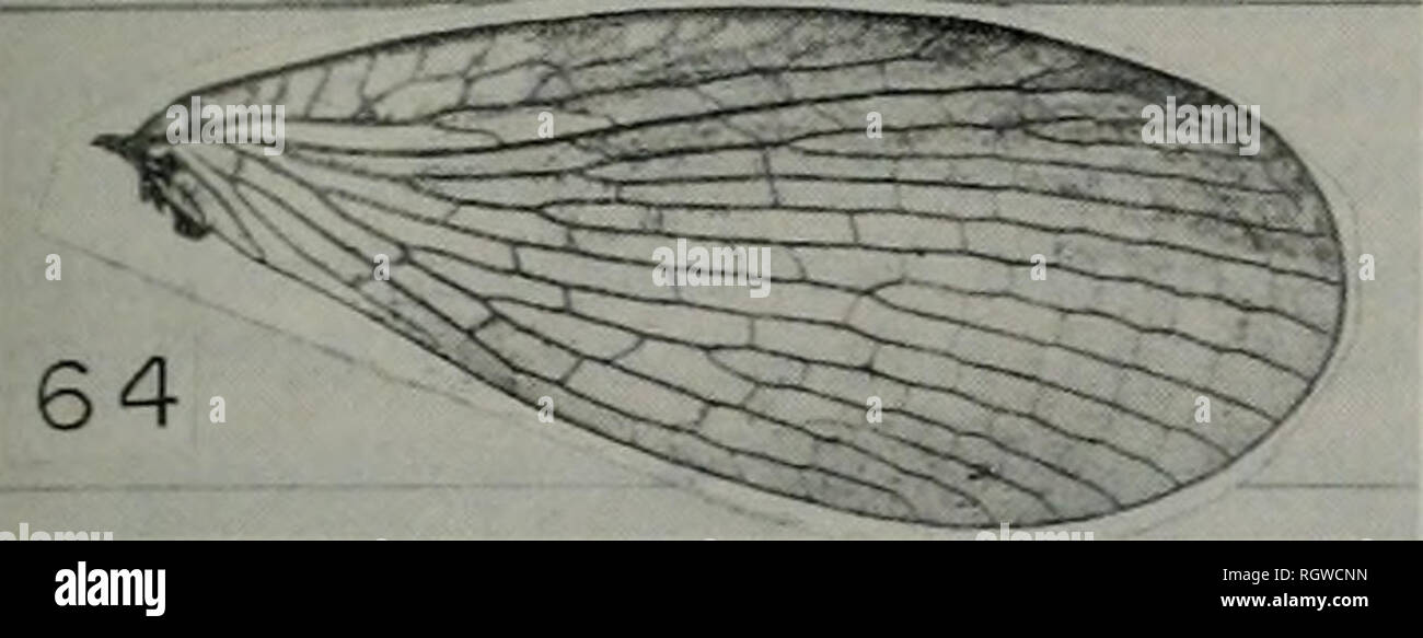 . Bulletin. Natural history; Natural history. Aug., 1975 Webb Et Al.: Mecoptera of Illinois 281. Fig. 64.—Merope tuber fore wing. margin. Veins and cross veins numer- ous and variable. Pterostigma not dis- tinct. Thyridium absent. Small brown basal lobe near apex of Ao. Hind wings slightly smaller than fore wings. The fore wings contain numerous veins and crossveins which show considerable 'ariation in their number, branching, and origins. Legs pale yellow. Tarsal claws paired, simple. Abdomen pale yellow to brown, seg- ments subrectangular, flattened dorso- ventrally. Male terminalia (Fig. 6 Stock Photo