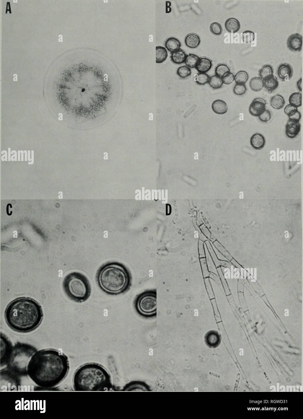 . Bulletin. Natural history; Natural history. Aug., 1971 Perry: Two Components of Poinsettia Root Rot 431 A B. Fig. 2. — Chahropsis thielavioides: A, 10-day-old colony on V-8 juice agar; B, components of a typical colony (X 520); C, chlamydospores |X 1235); D, endoconidiophores with endoconidio |X 520). ducing terminal cell varied from 11.7 to 27.3 fi in length. The tapered phialides produced endoconidia singly. Although several endoconidia in various stages of formation were seen within a terminal cell, the mature endoconidia were ex- truded from the apex individually. A stubby side branch oc Stock Photo