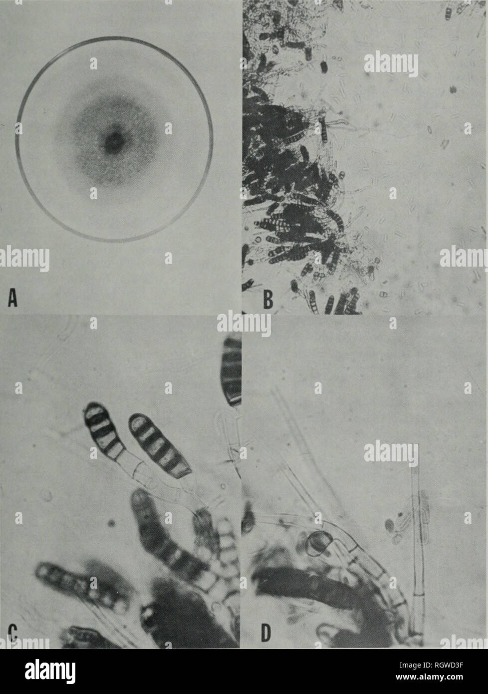 . Bulletin. Natural history; Natural history. Aug., 1971 Pehhy: Two Components of Poinsettia Root Rot 427. Fig. 1, — Thiehviopiii basicolo: A, 10-day-old colony on V-8 juice agar; B, colony components — two kinds of spores and two types of mycelia (X 130); C, chlomydospore cfioins (X 520); and D, endoconidiopfiores with endoconidio (X 520). were produced individually or in arise from a common point but from clusters on terminal tips of hyphae or various subbasal, hyphal cells, on stubby lateral branches. Endoco- Conidia were produced endogenously nidiophores produced in clusters were by the ph Stock Photo