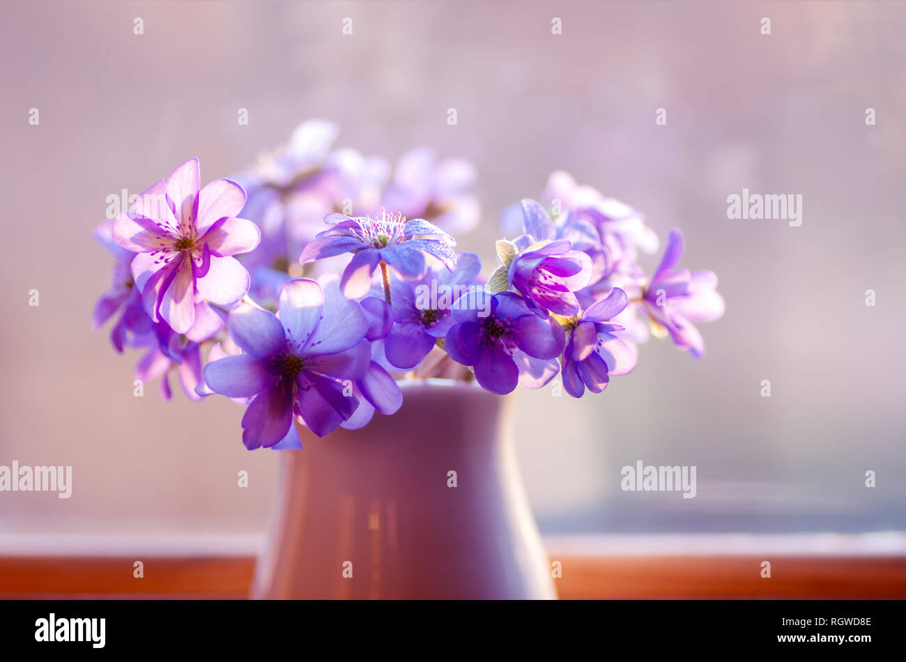 Delicate blue flowers hi-res stock photography and images - Alamy