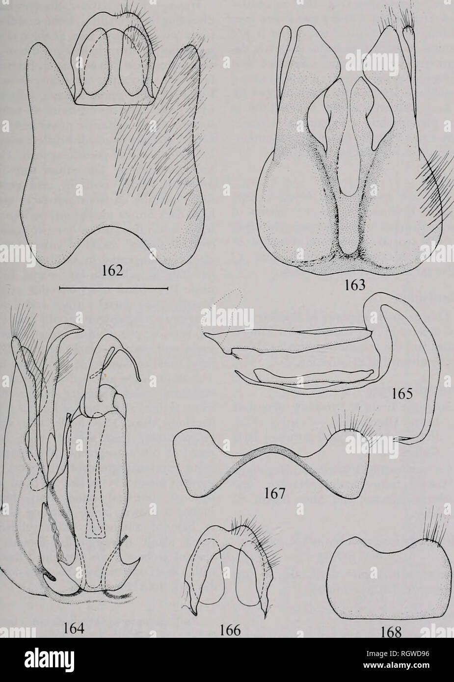 . Bulletin. Natural history; Natural history. V Nov., 1980 Irwin &amp; Lyneborg: The Genera of Nearctic Therevidae 243 surface of aedeagus; aedeagus (Fig. 164 270°, its apex being deeply cleft; ventral and 165) of a very remarkable shape; apodeme arises at a right angle from base distiphallus forms a right angle with of distiphallus, extending parallel to dor- die heavily sclerotized, rectangular dorsal sal apodeme, but much narrower and apodeme and curves downward for about shorter; ejaculatory apodeme about as. Fig. 162—168. — Megaiinga insignala Irw. &amp; Lyn. male terminolia. 162. — Epand Stock Photo