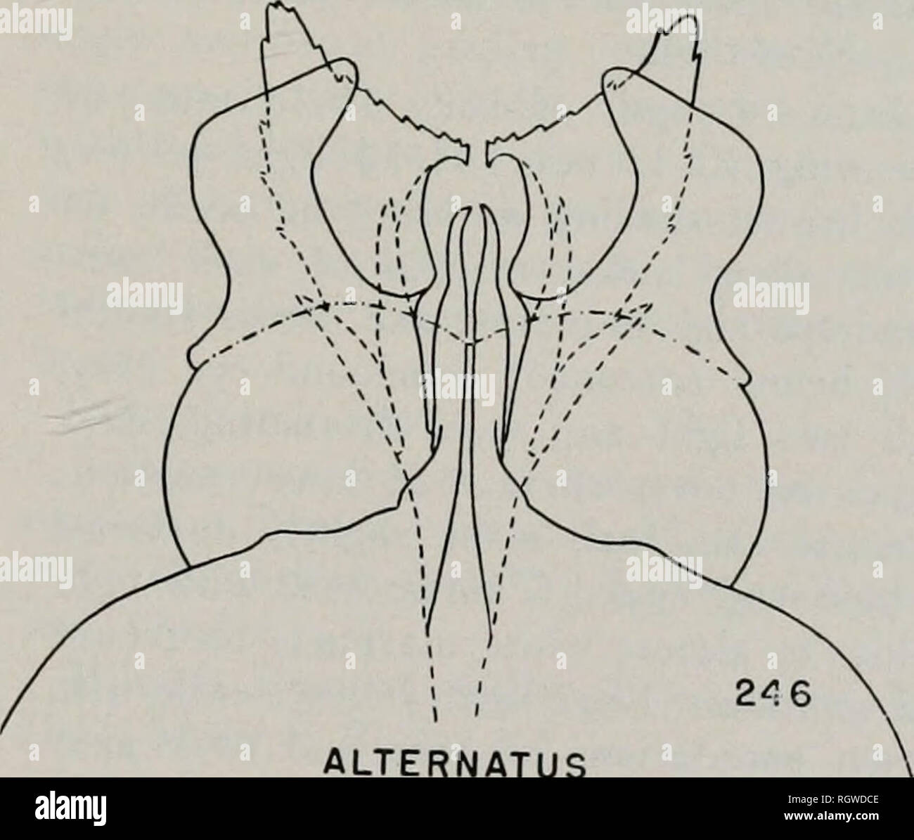 . Bulletin. Natural history; Natural history. Fig. 2il.Sip//lonurus alternatus, head of adult male, lateral aspect. Fig. 242. — Sipltlor.urus quehecensis, male genitalia. Fig. lATs.—S'iphlonurus rapidus, male eeni- talia. ALTERNATUS Fig. 2A.—Siplilonurits typiciis, male eeni- talia. Fig. 245.—Sip//loniin/s marshalli, male eeni- talia. Fig. 246.—Siplilonurus alternatus, male ceni- talia.. Please note that these images are extracted from scanned page images that may have been digitally enhanced for readability - coloration and appearance of these illustrations may not perfectly resemble the or Stock Photo