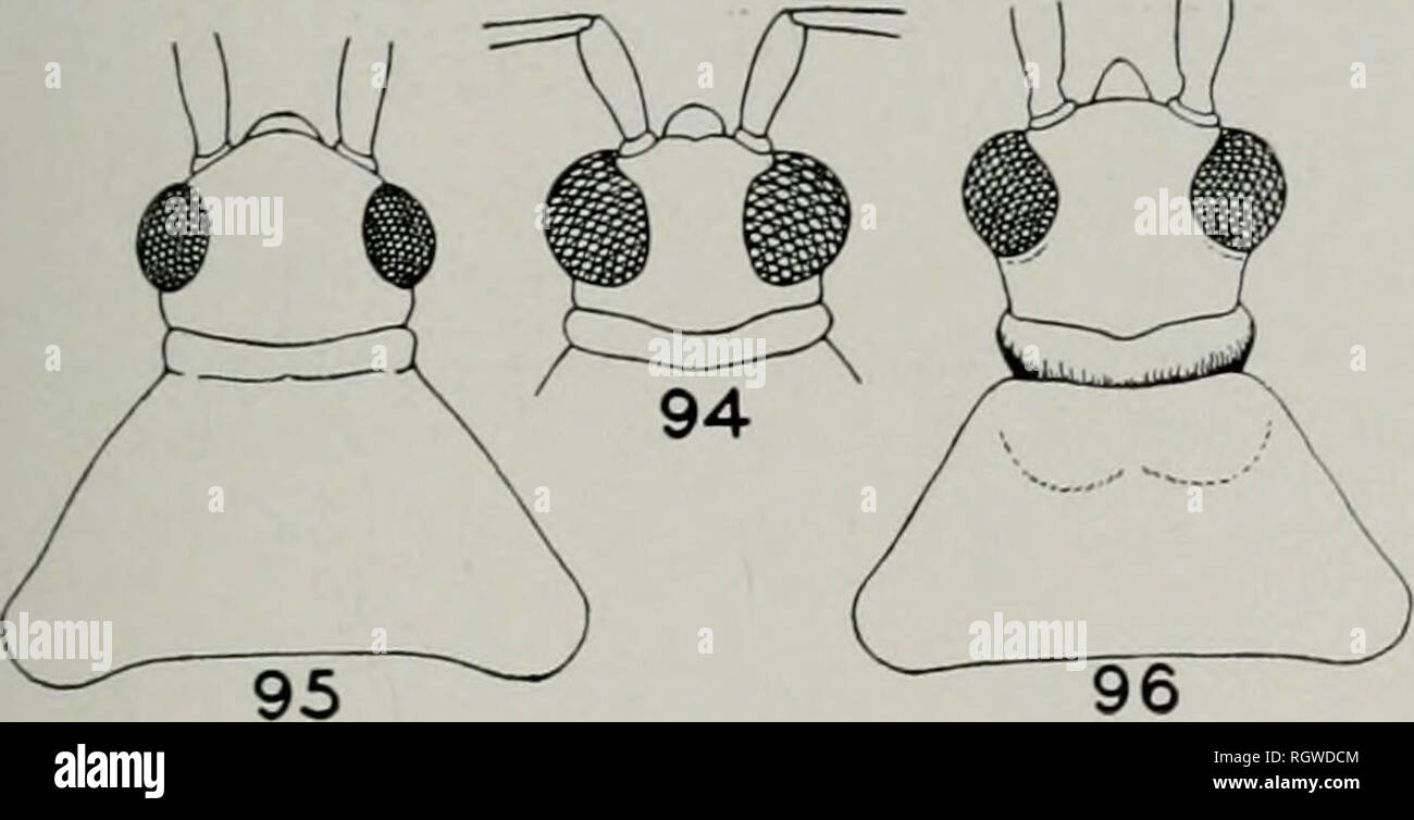 . Bulletin. Natural history; Natural history. September, 1941 Knight: Plant Bugs, or Miridae, of Illinois 53 furrow across middle at junction ot wide and narrow portions, fig. 97. Dicyphus, p. 53 Pronotal disk without such a furrow, fig. 96 4. Fig. 94.—Head of Cyrtopeltis tenuis. Fig. 95.—Head of Macrolophus separatus. Fig. 96.—Head and pronotum of Dicyphus agilis. 4. Head mostly black; pronotum brown or black, at least on sides Dicyphus, p. 53 Head and pronotum almost entitely greenish yellow Macrolophus, p. 55 Cyrtopeltis Reuter No Illinois species; Cyrtopeltis varians (Distant) occurs in Ar Stock Photo