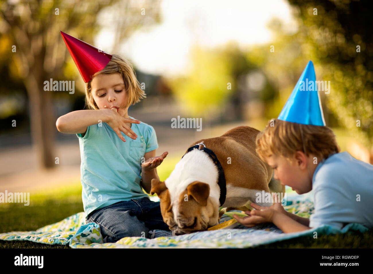 Bulldog eating birthday cake off a plate, with horrified young boy looking on. Stock Photo