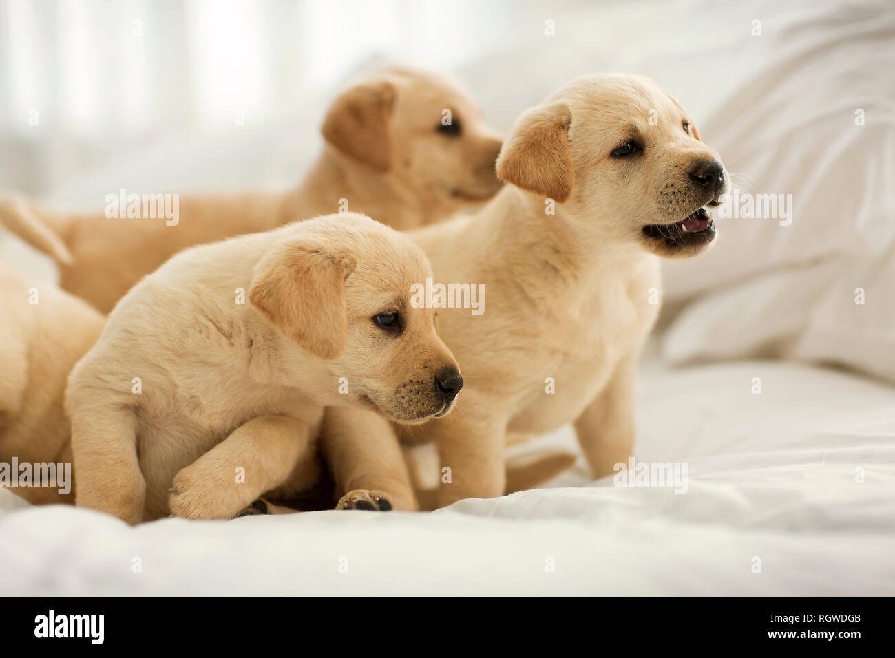 Labrador puppies hires stock photography and images Alamy