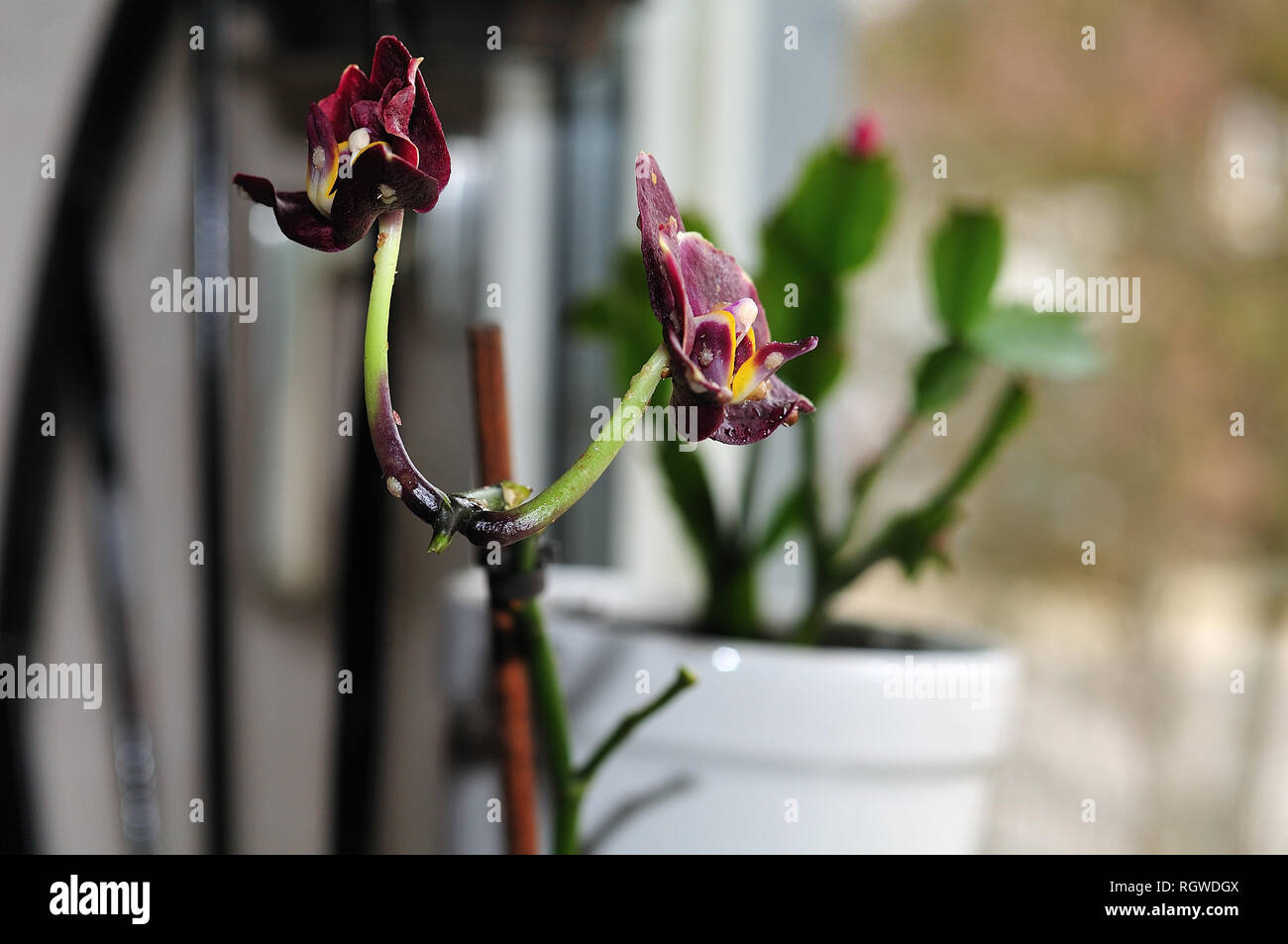 moth orchid phalaenopsis with adult female scale insects on stem and ...
