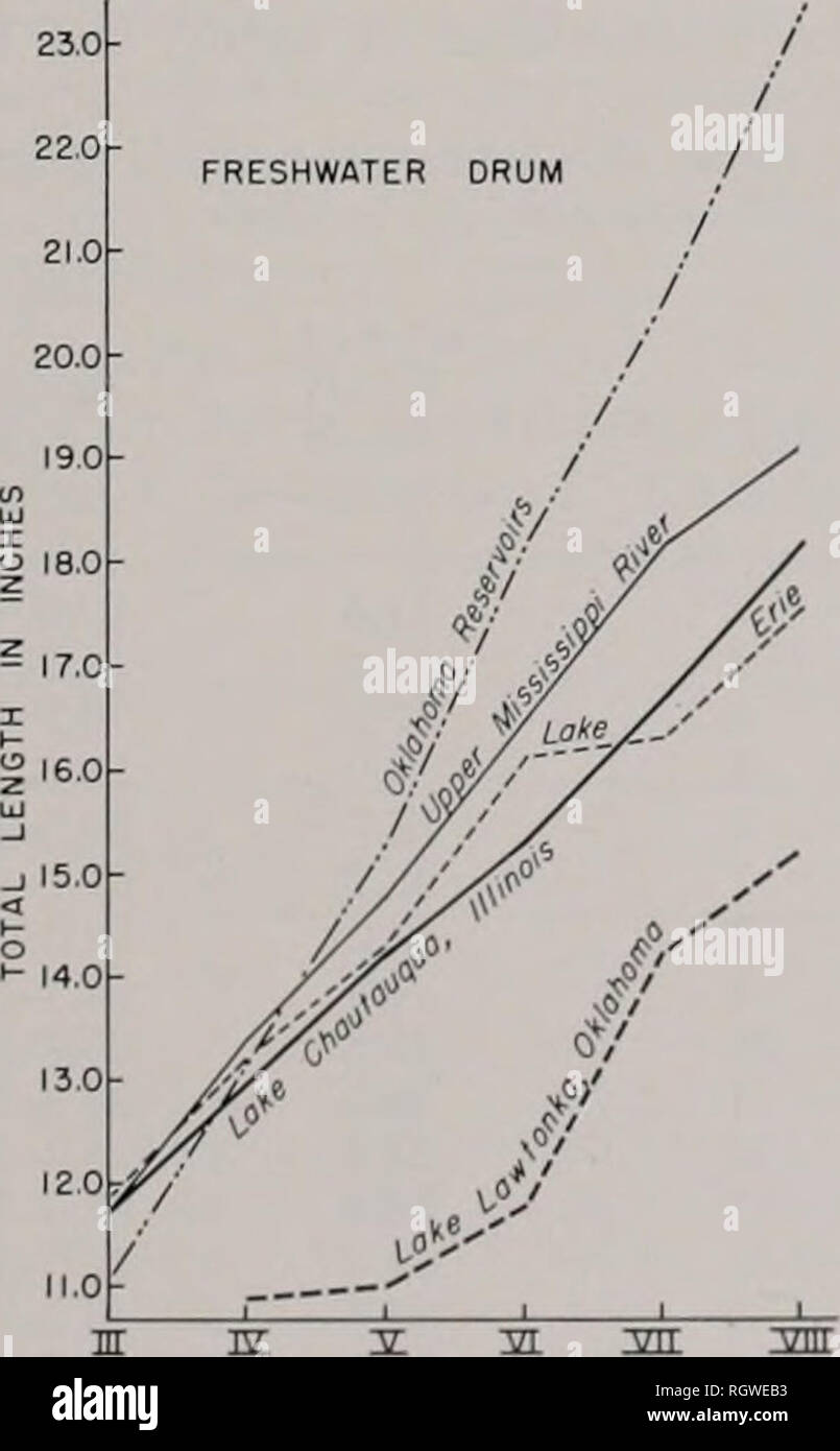 . Bulletin. Natural history; Natural history. March, 1965 Stakrett &amp; Fritz: Fishes of Lake Chautauqua 37 Table 21.—Average total lengths of channel catfish of various ages at Lake Chautau- qua, 1953-1958. Age of Fish (Years) 3 4 5 6 7 1953 15.4 17.9 20.5 23.3 1954 13.2 15.6 17.9 20.8 23.4 1955 14.0 16.0 18.4 21.2 23.6 1956 14.4 16.8 18.5 20.3 21.8 1957 13.2 15.9 18.8 19.6 20.3 1958 13.7 15.2 17.8 20.9 21.8 Average 13.7 15.8 18.2 20.6 22.4 the 13.7 inches total length average for the Lake Chautauqua 3-year-old chan- nel catfish was biased because of the scarcity of fish under 13.0 inches in Stock Photo