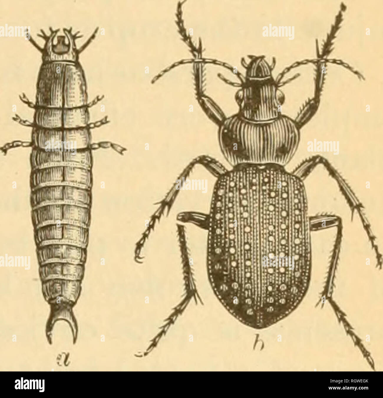 Bulletin Insects Insect Pests Entomology Insects Insect Pests