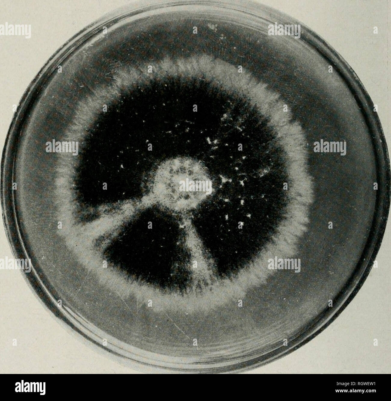 . Bulletin. Natural history; Natural history. 48 ILLINOIS NATURAL HISTORY SURVEY BULLETIN. Fig. 28.—Petri-dish culture of Verticillium alhoatrnm, showing the ap- pearance of the fungus after 12 days on corn meal agar. and Richmond. Its alpha spore range is 5.8—11.7X1.8—3.3 /x but chiefly 7.3—8:8X3.3—3.5 /x, and the beta spores are mostly 33.3X1 ^. The Dutch Phomopsis, according to Buisman, has alpha spores which are generally 7.1X3.4 and stylospores 35X1 ^. The Phomopsis studied by Richmond has alpha spores 6.5—8.3x3.7—3.5 ^ and stylospores 33.7—37.5X.98—1.3 /x. VERTICILLIUM WILT The wilt due  Stock Photo