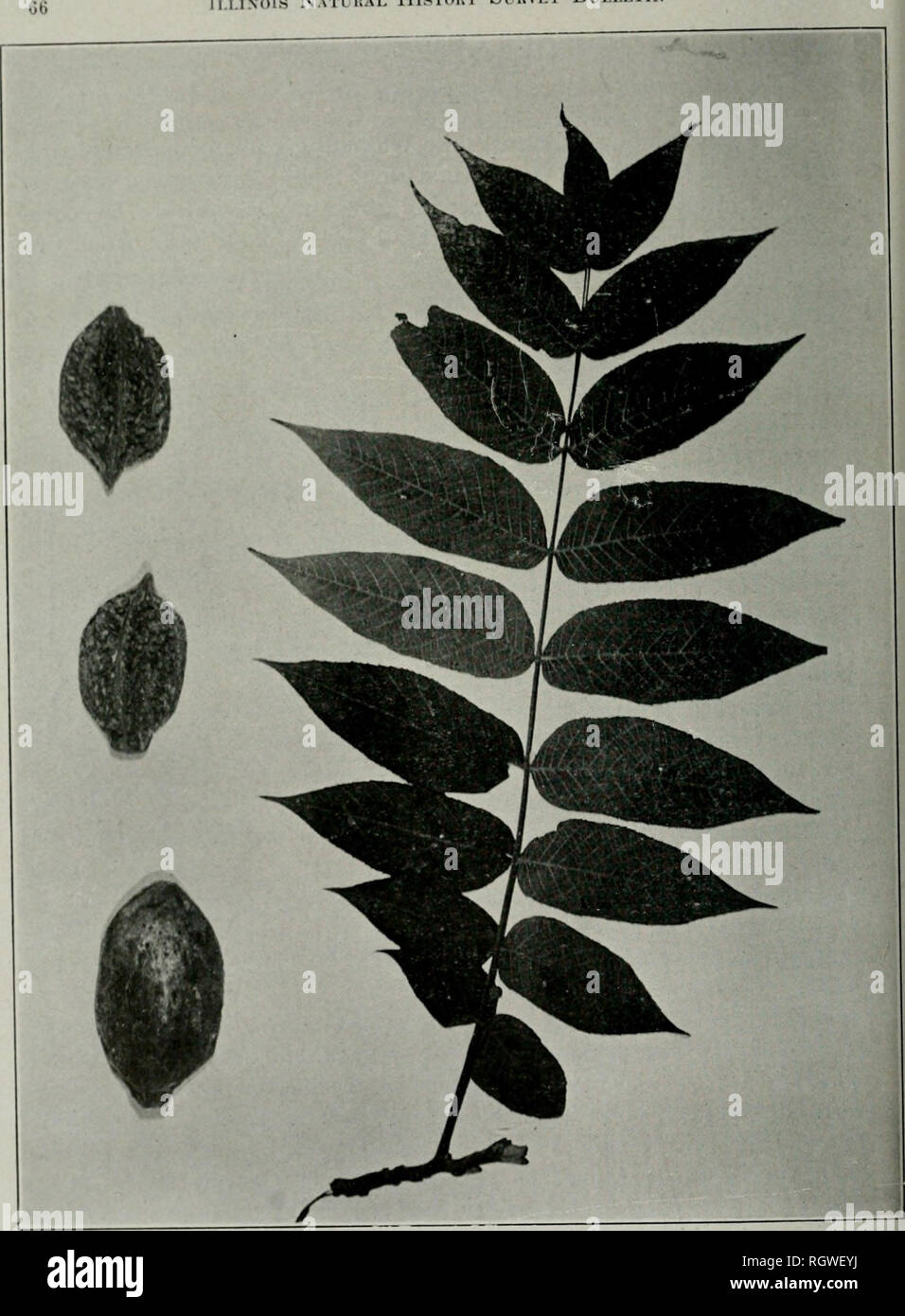 . Bulletin. Natural history; Natural history. Il.I.IXOlS NaTUKAL HlSTOUY SUUVEY BlI.I.ETIN. PLATE 14 JUGLANS CINEREA Linnaeus BUTTERNUT 1. Please note that these images are extracted from scanned page images that may have been digitally enhanced for readability - coloration and appearance of these illustrations may not perfectly resemble the original work.. Illinois. Natural History Survey Division. Urbana, State of Illinois, Dept. of Registration and Education, Natural History Survey Division Stock Photo
