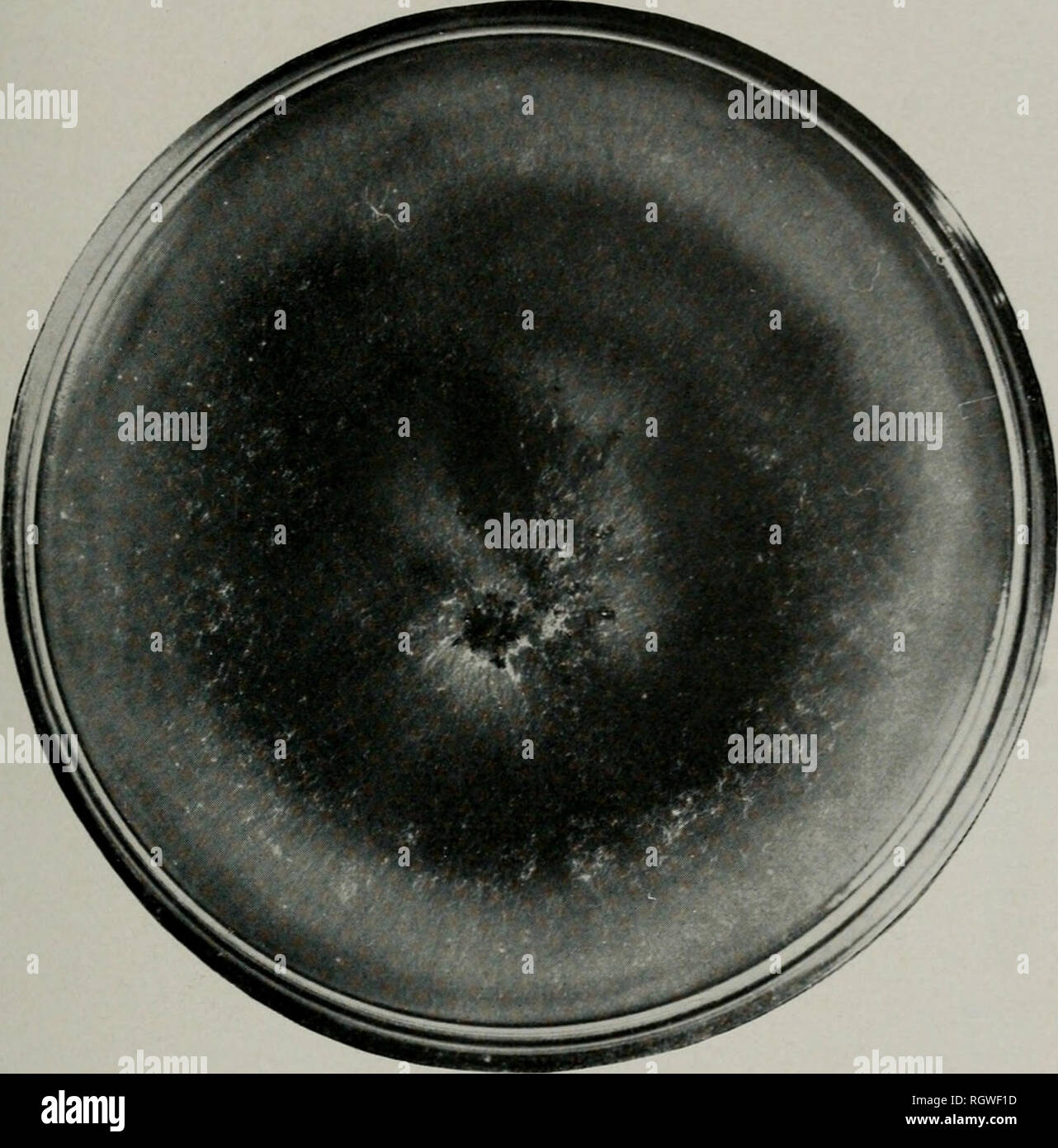 . Bulletin. Natural history; Natural history. HARRIS: INITIAL STUDIES OF ELM DISEASES 33. Fig. 18.—Petri-dish culture of Coniothyrium A. showing the appearance of the fungus 21 days after plating upon corn meal agar. Compare with Fig. 19. had appeared two days before the photograph was made. Tliree of the wood sHces remained sterile (corrosive subhmate was used in sterilizing them) and yielded no fungous growths. The discolored areas in the medium about the wood slices are due to an outward diffusion and subsequent oxidation of tannins. Other substances may be present also. Within four or live Stock Photo
