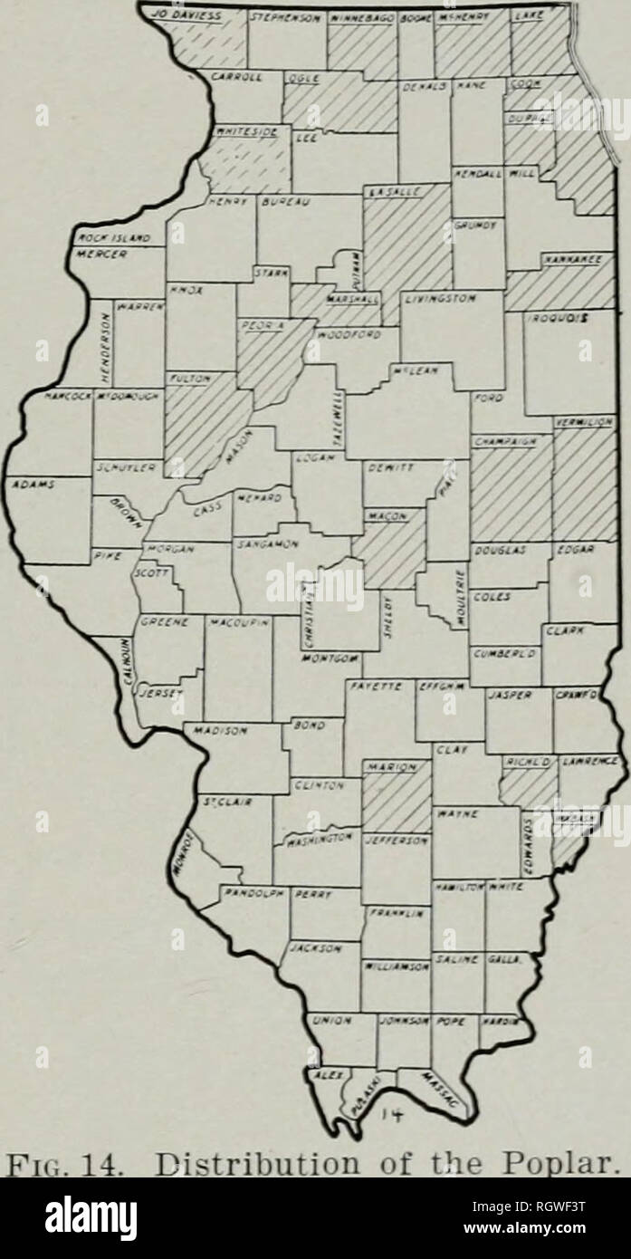 . Bulletin. Natural history; Natural history. Trees of Illinois 51 often gray-hairy toward the tip, with a dark reddish or yellowish brown bark. The trunk, which on old trees is covered by thick, dark-brown bark- roughened by irregular fissures and broad, flat ridges, attains a diameter of from 1 to 2 feet. The tree usually is from 25 to 50 feet tall. Distributioji: The Poplar is an inhabitant of rich, sandy soils near the borders of swamps, from Nova Scotia westward to northern Minne- sota and southward to central Ken- tucky and Tennessee. In Illinois, it is to be found in most of the coun- t Stock Photo